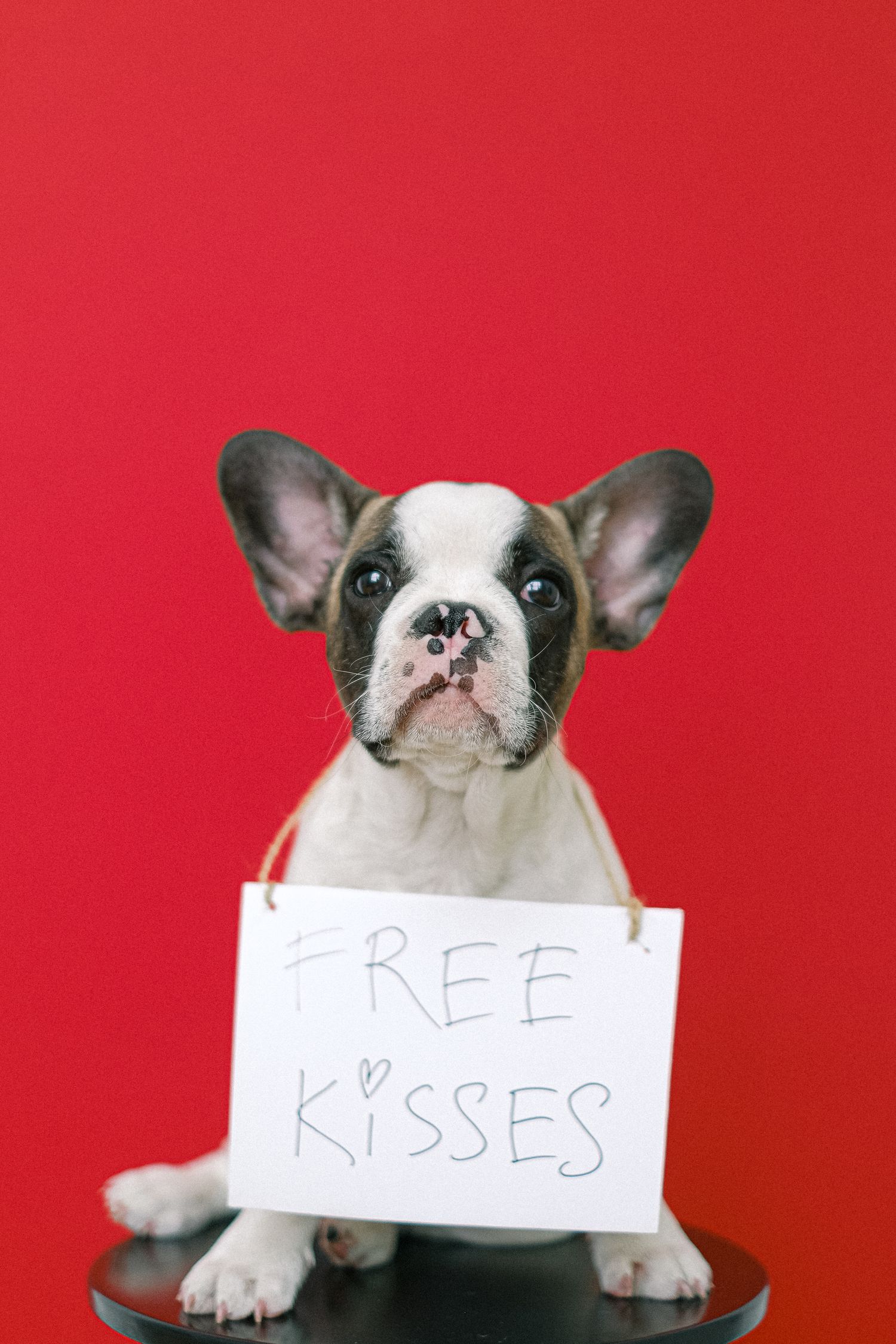 A french bulldog puppy holding a free kisses sign