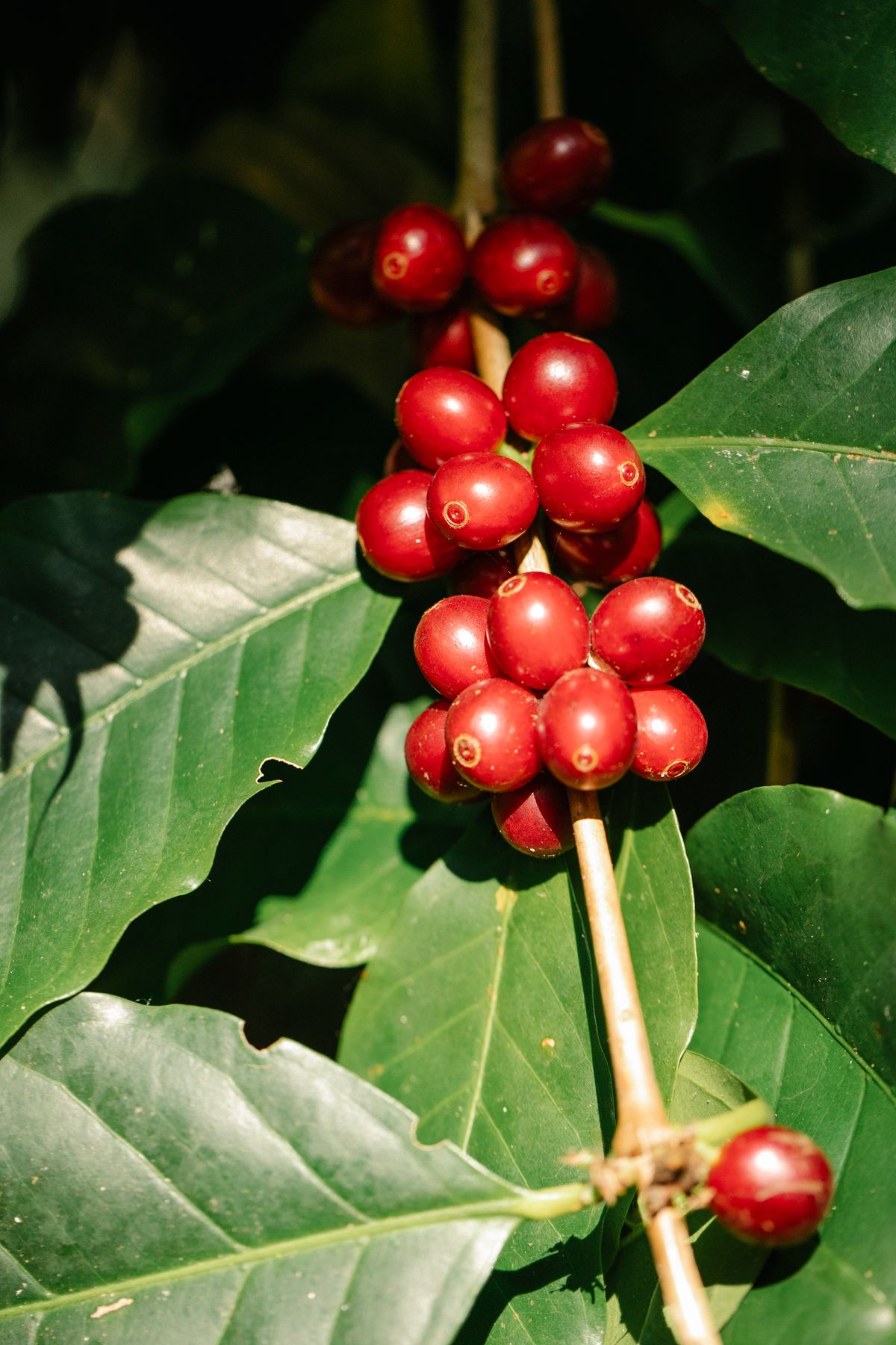 Ripe coffee cherries on the branch