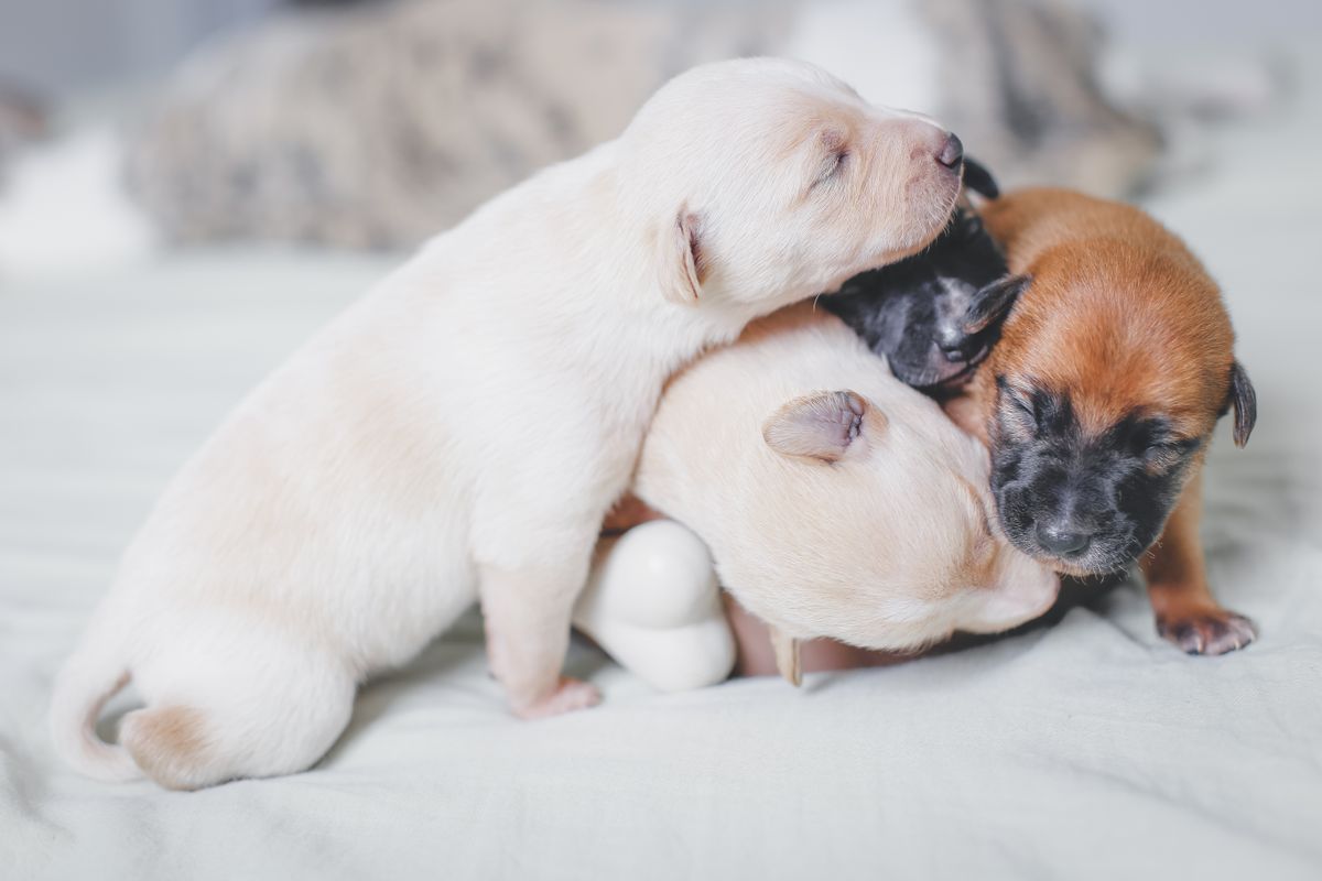 A pile of sleeping puppies