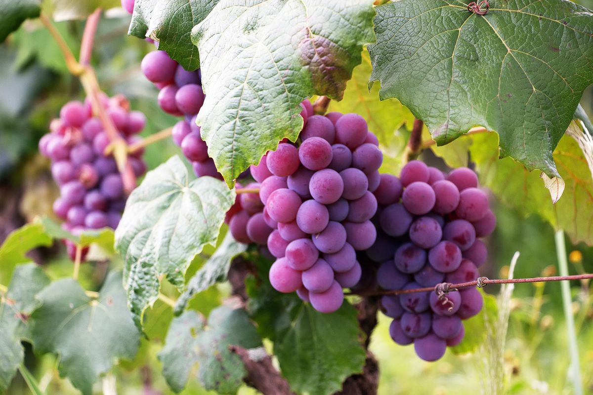 Bunches of grapes on the vine