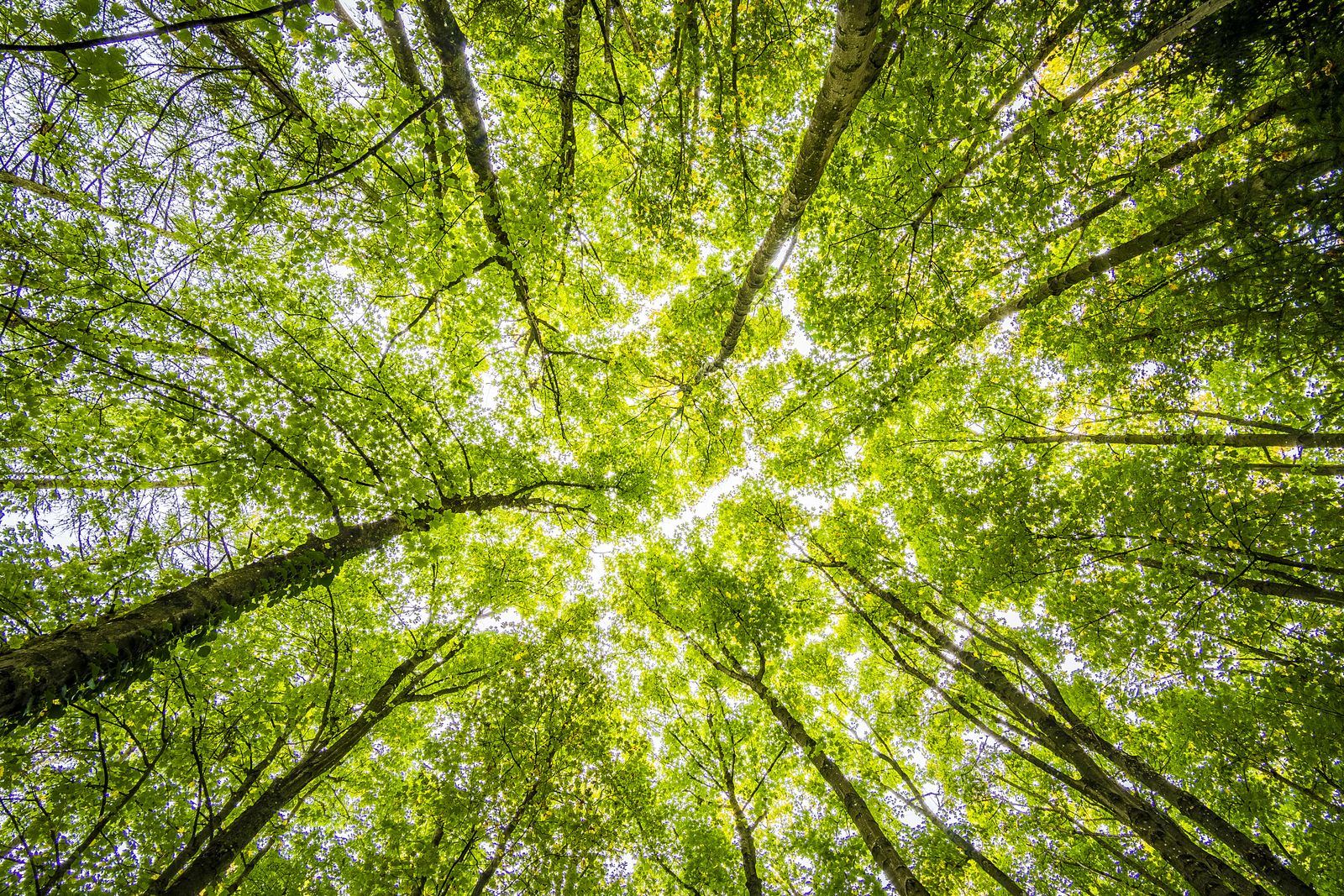Green leaves overhead