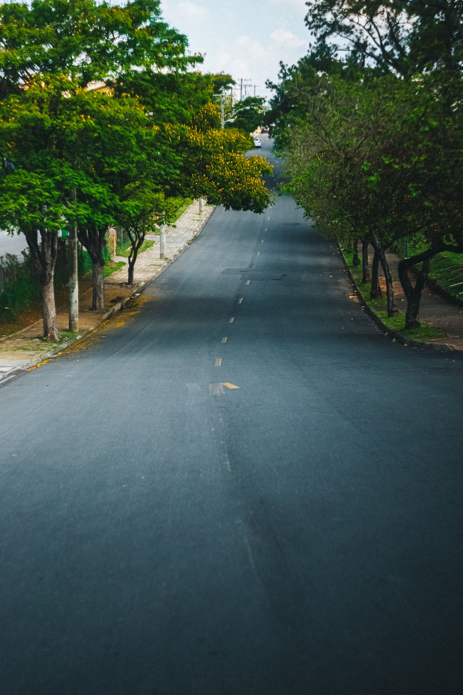 Fresh asphalt road between trees