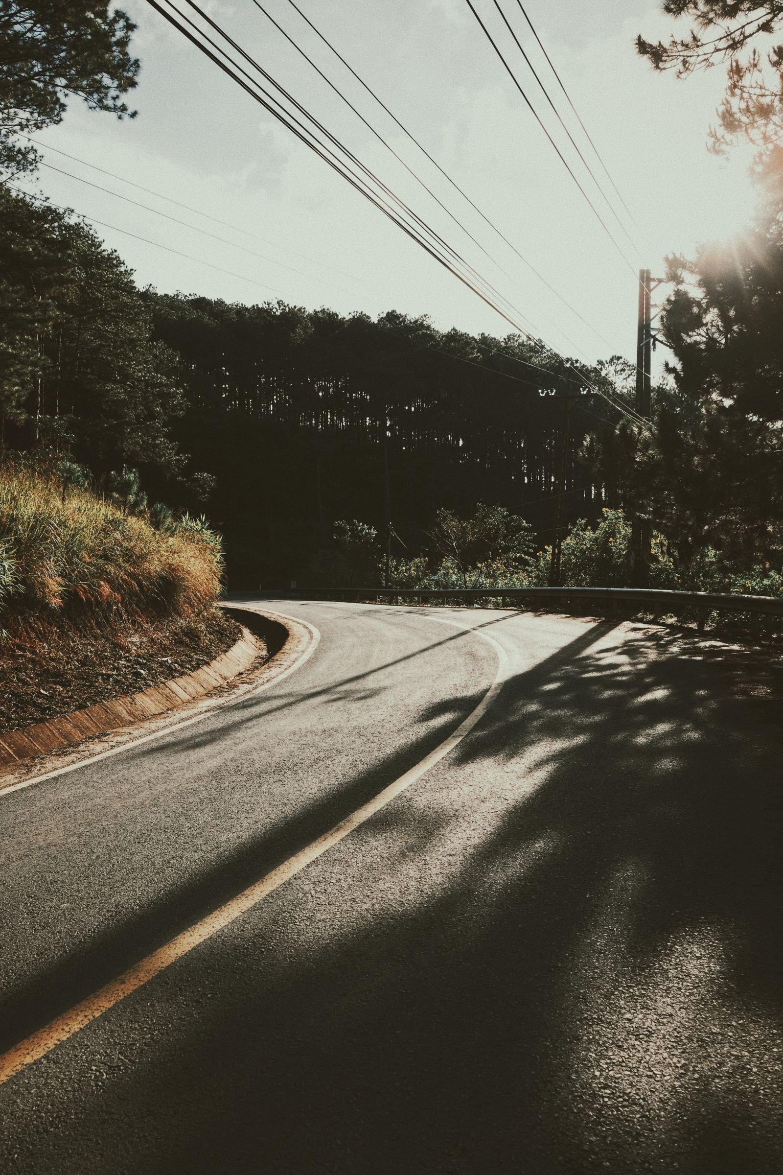 Asphalt road through woods