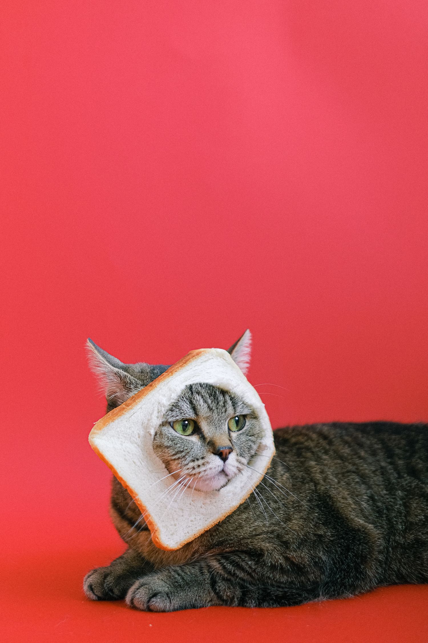 A relaxed cat being playful