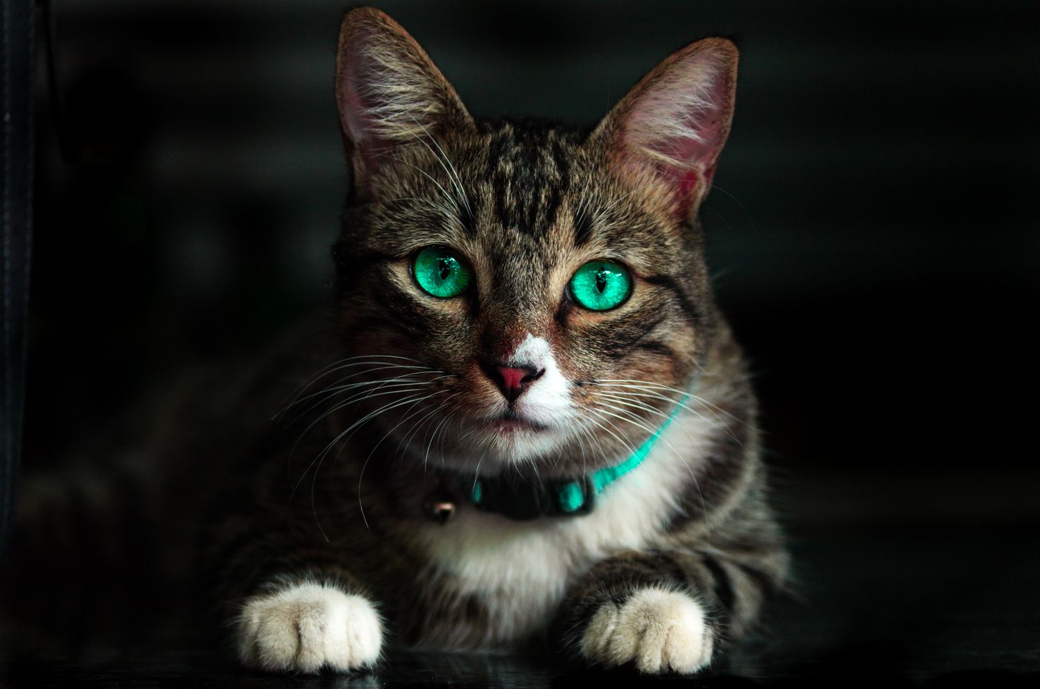 A tabby cat with bright green eyes