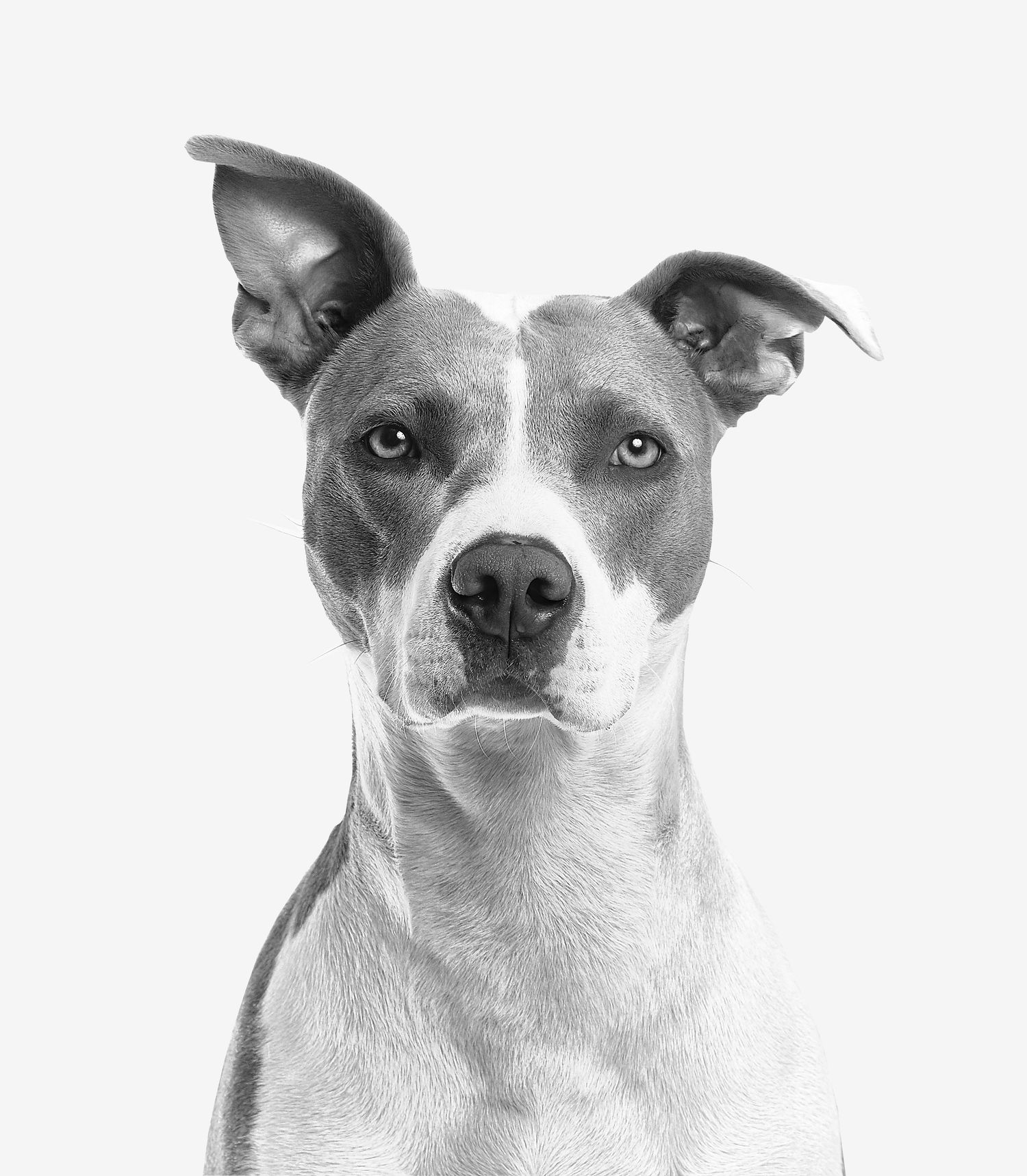 A healthy jack russell terrier