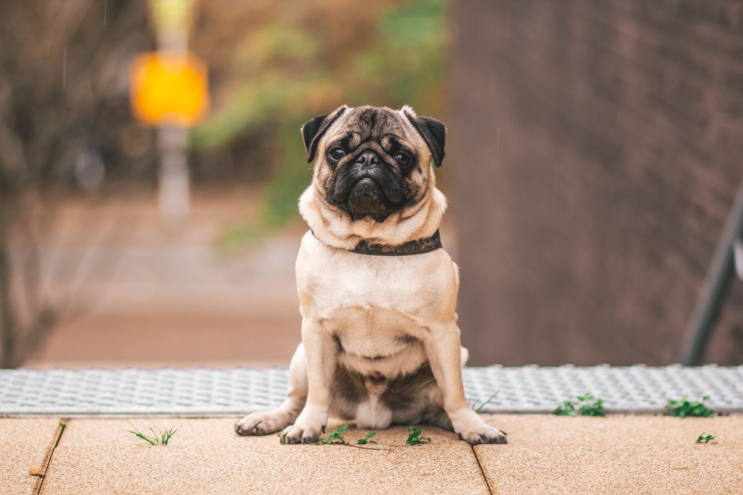 A healthy pug sitting