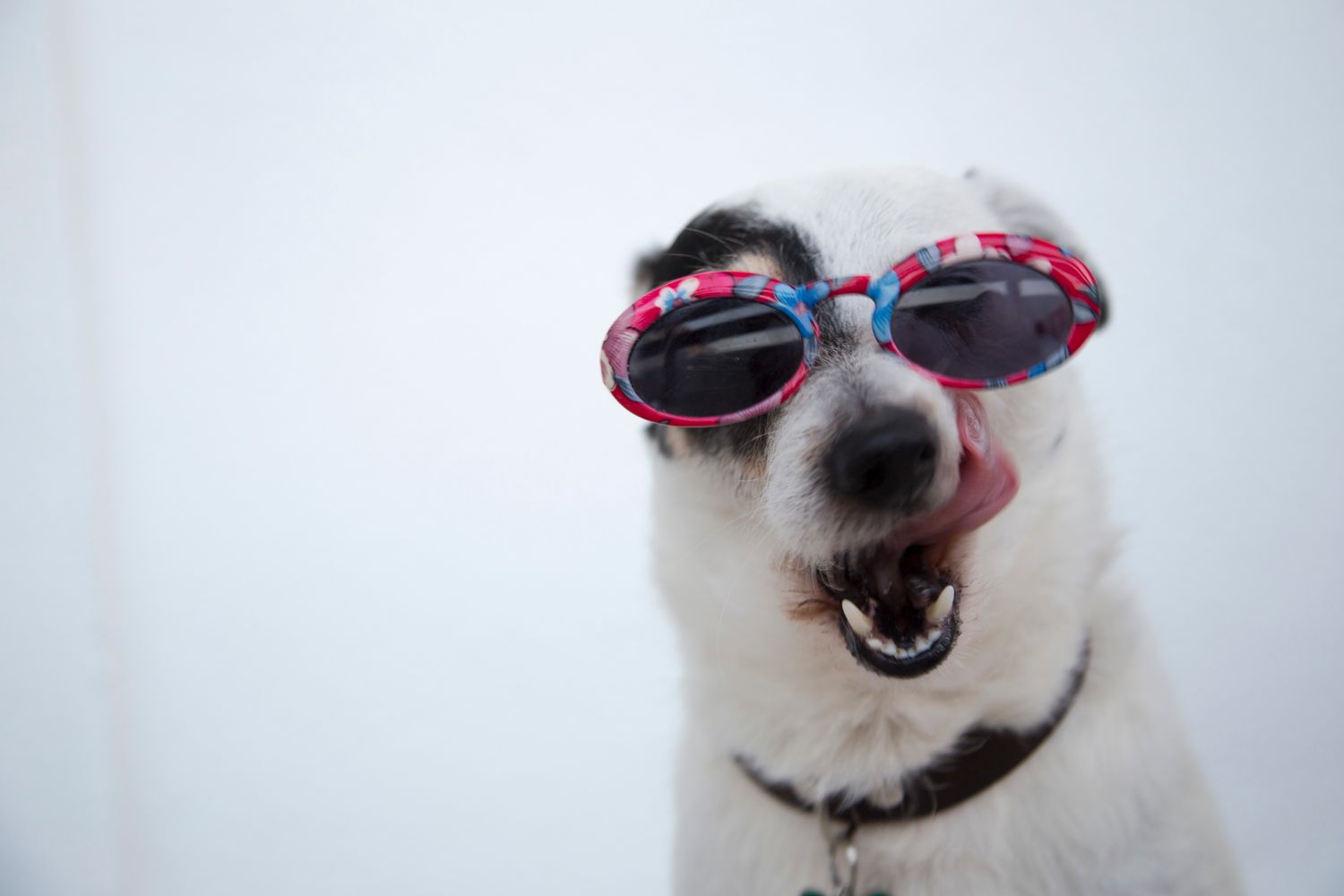 A playful dog wearing sunglasses
