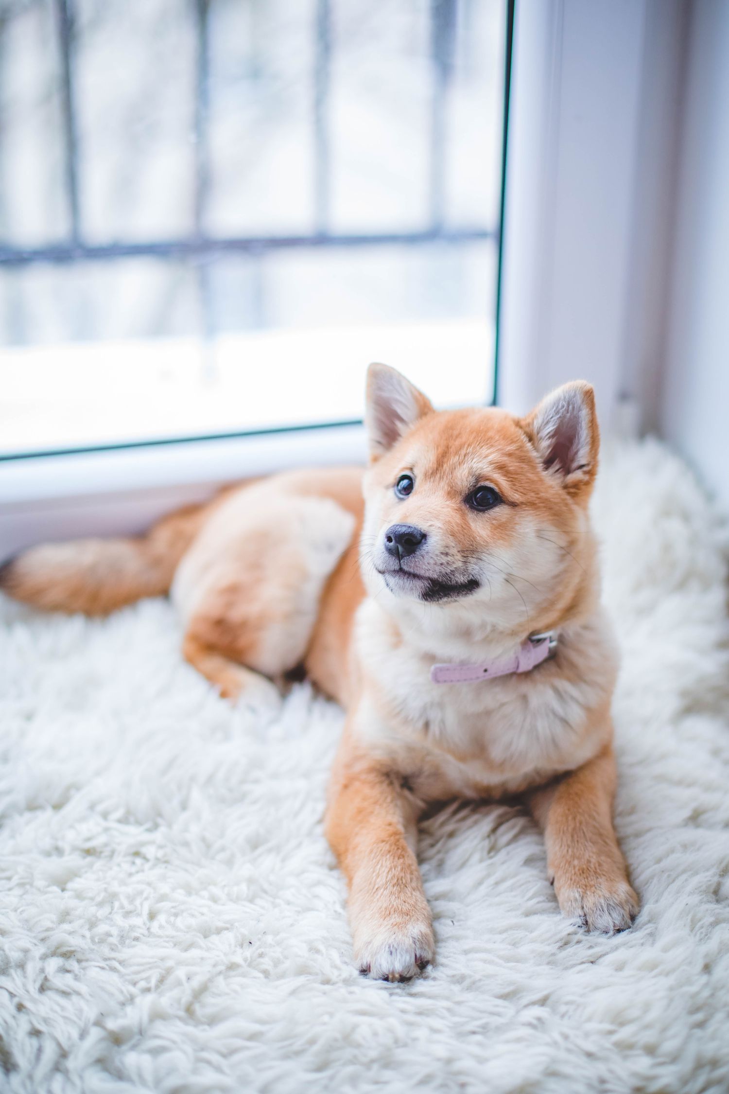 A shiba dog resting by a window