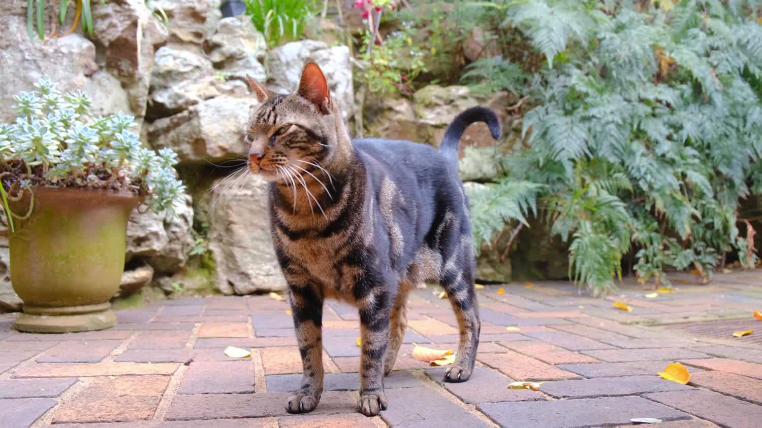 A calm, healthy cat in soft light