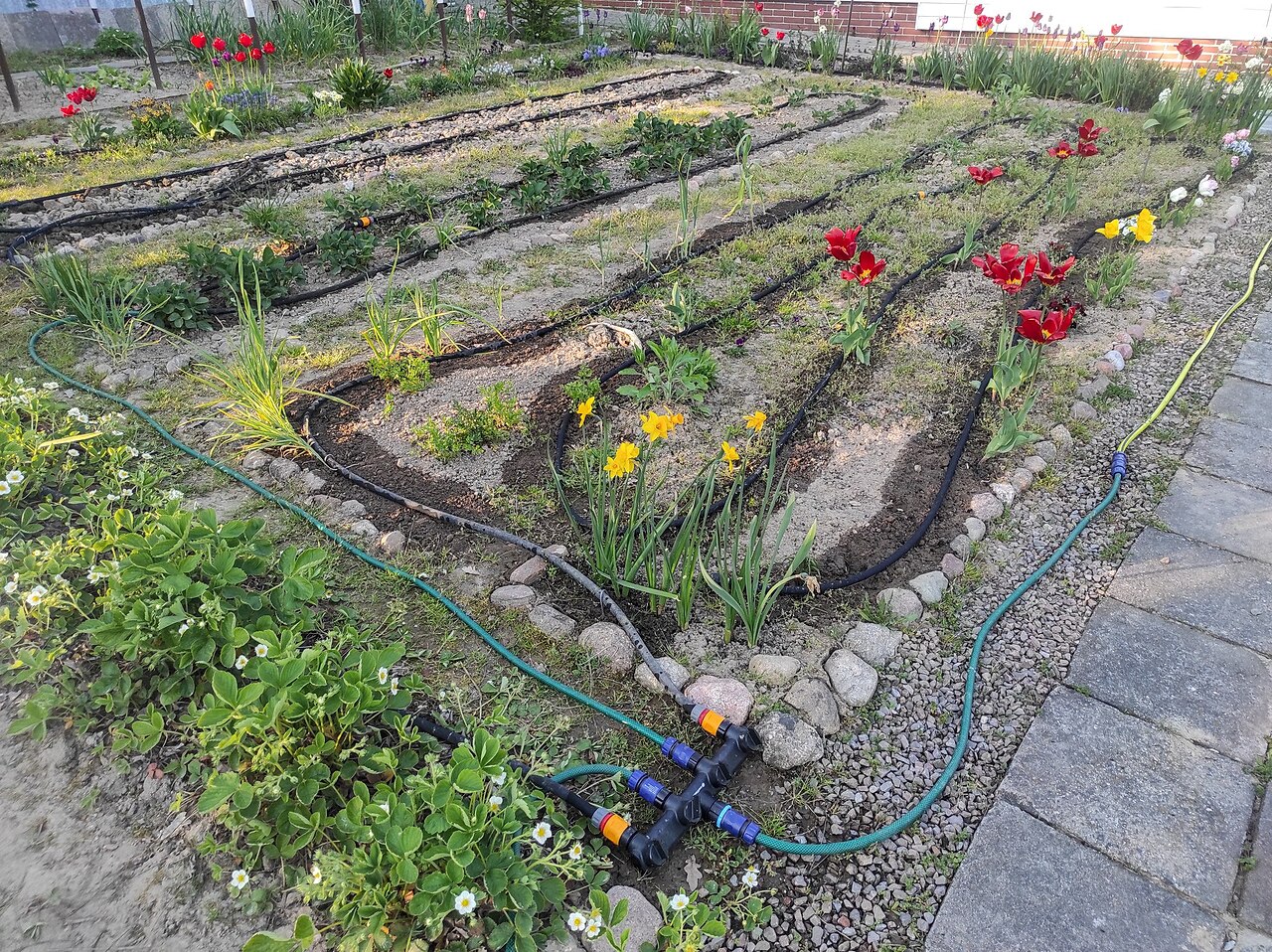 Drip irrigation lines feeding a garden bed