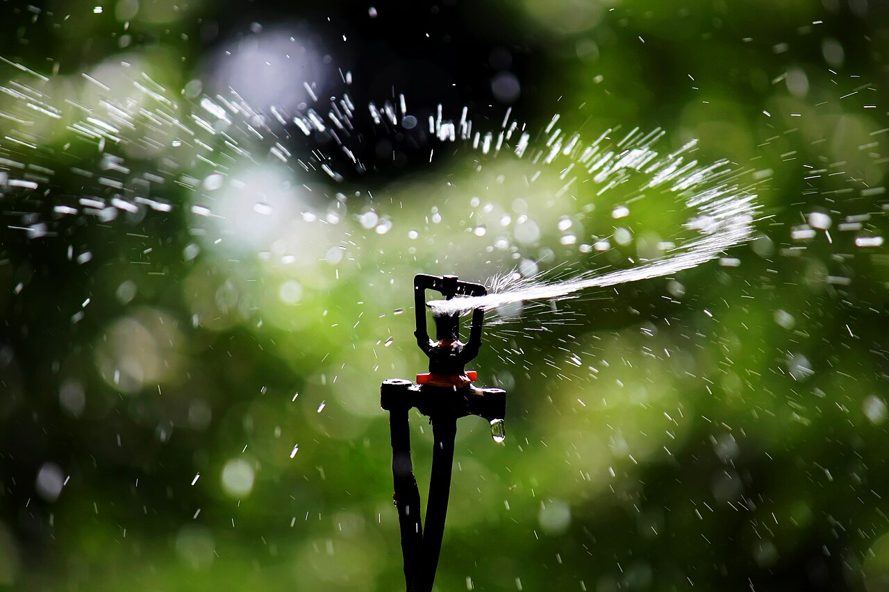 A sprinkler head throwing an even arc of water over green grass