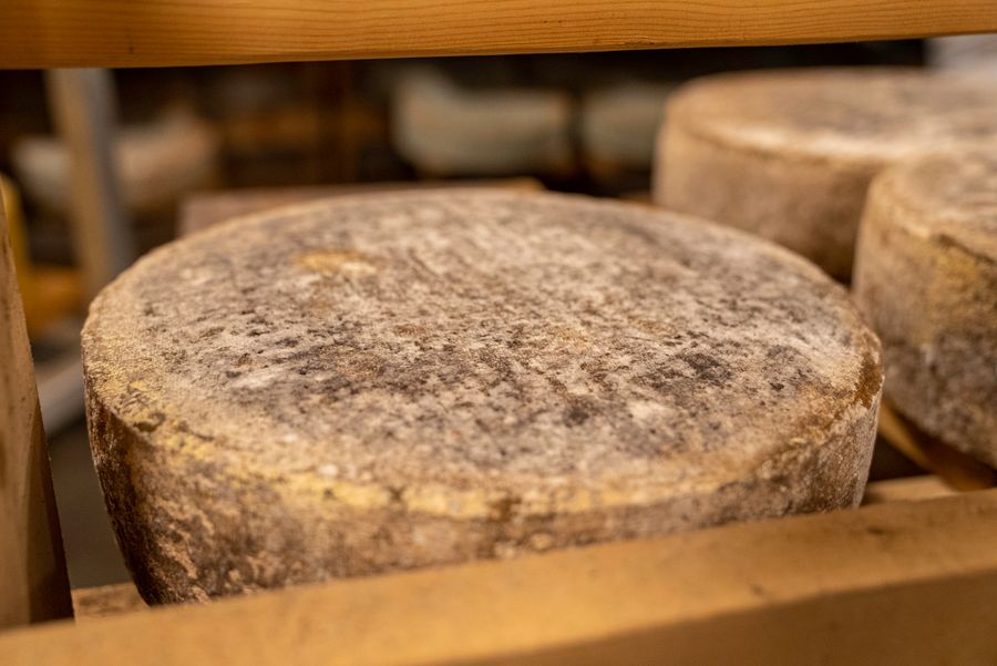 Aged cheese wheel