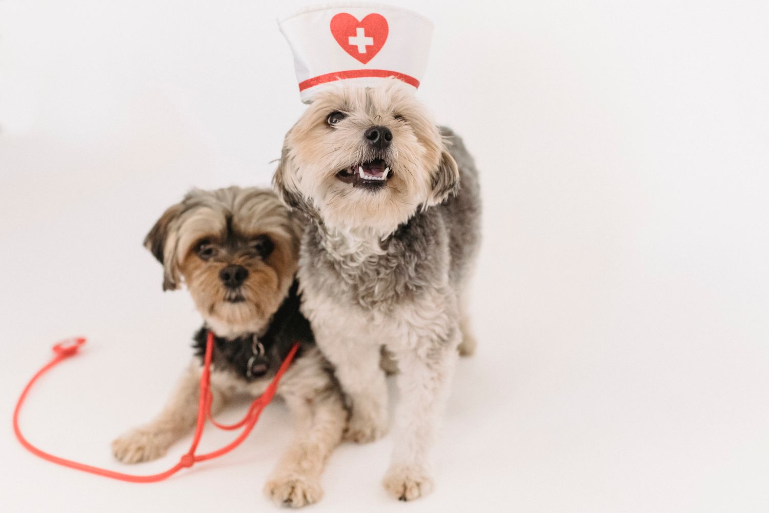 Two healthy small dogs, one wearing a little nurse hat