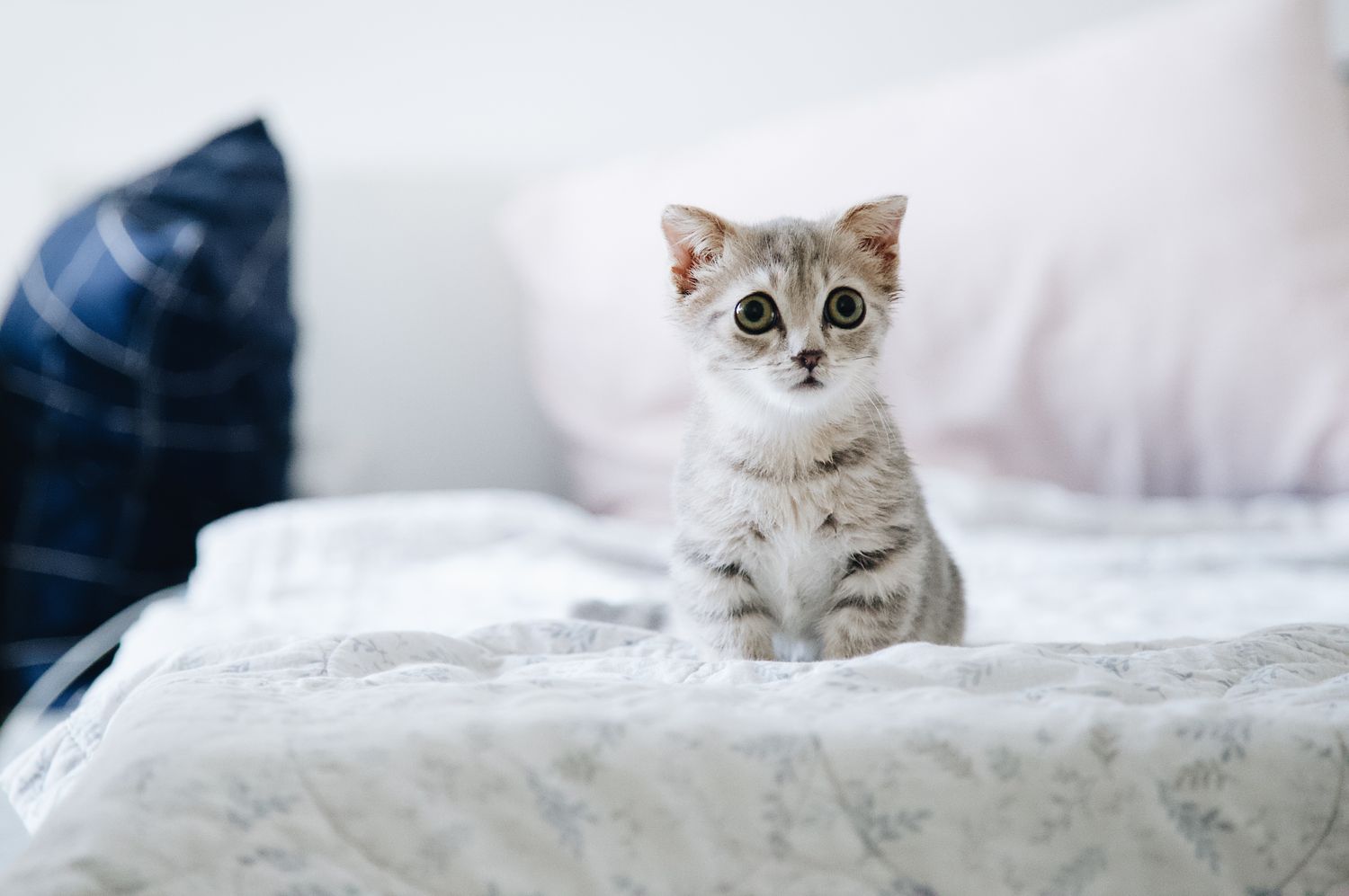 A healthy grey kitten sitting calmly