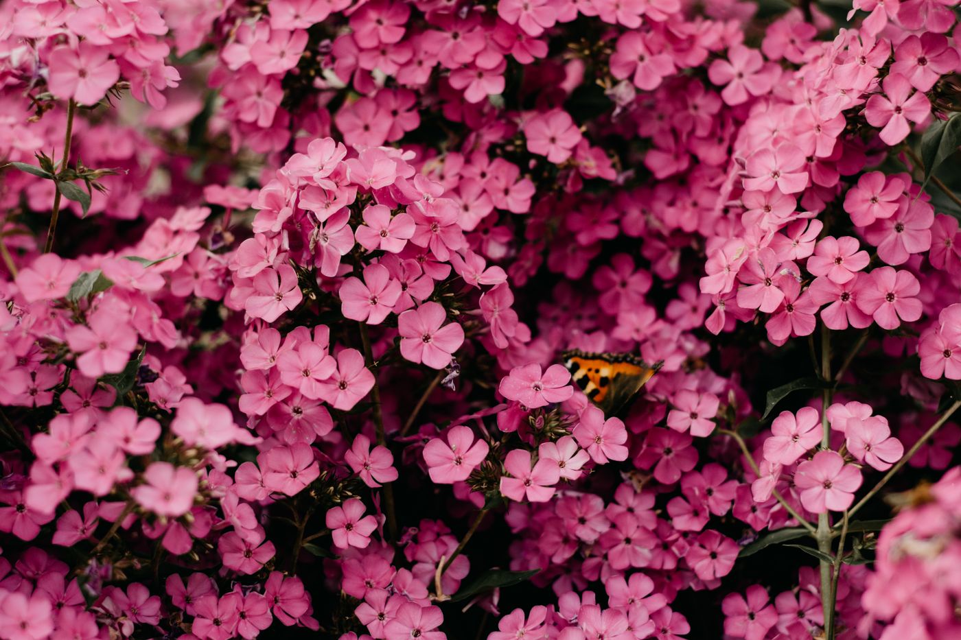 A single seasonal blossom branch