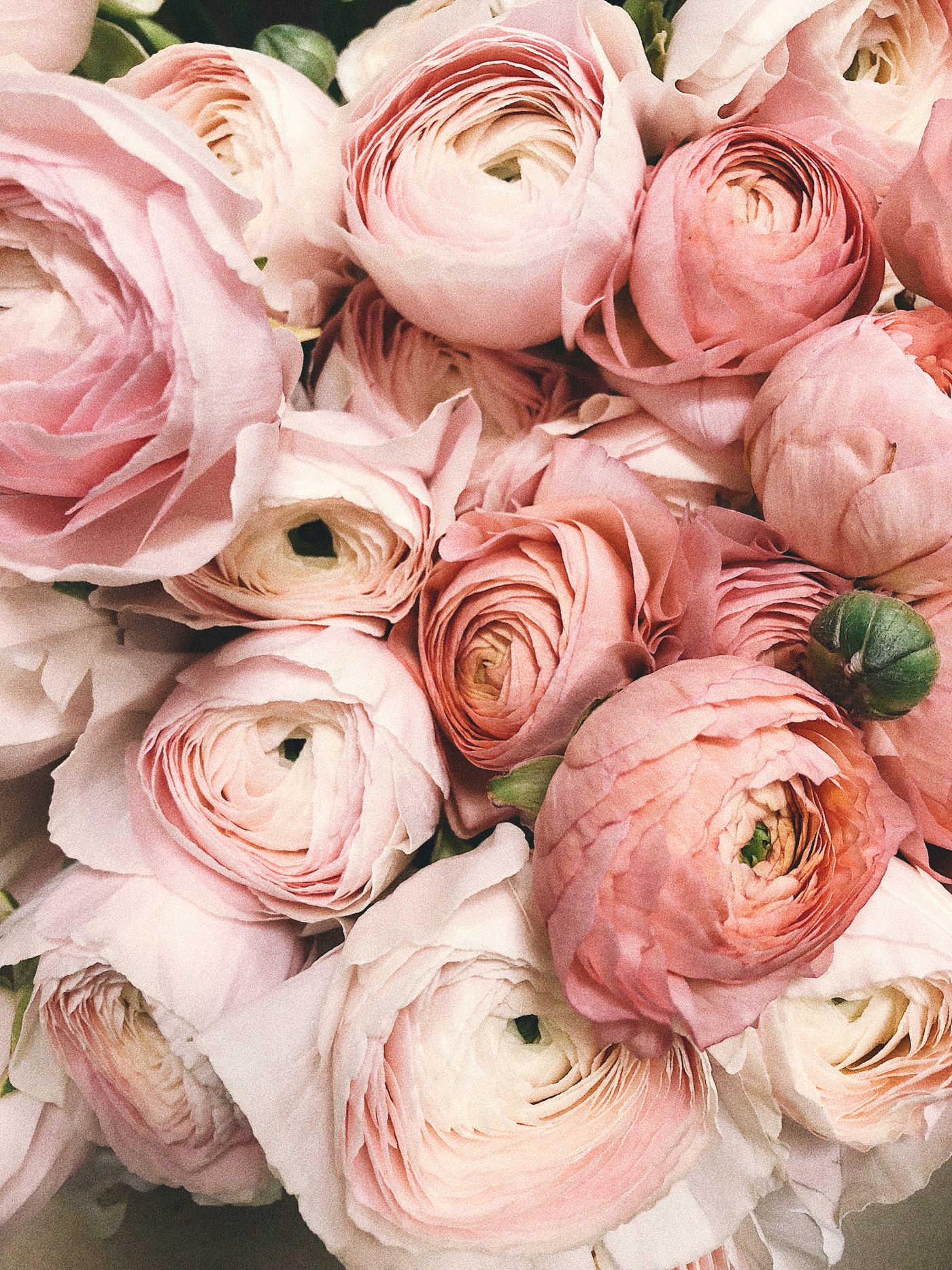 Soft pink ranunculus, lush and full