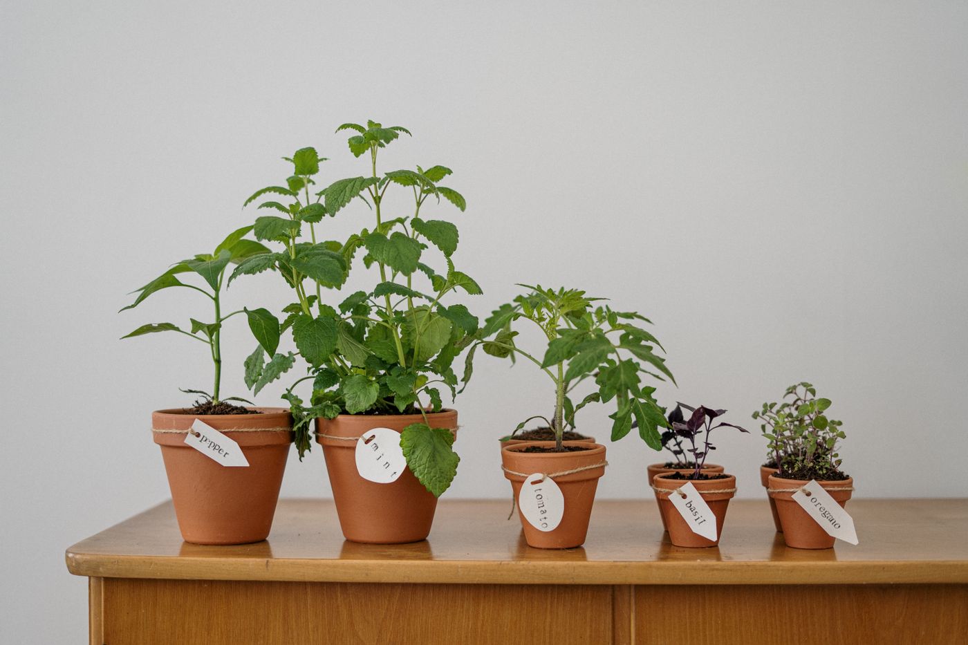 Potted house plants on a shelf