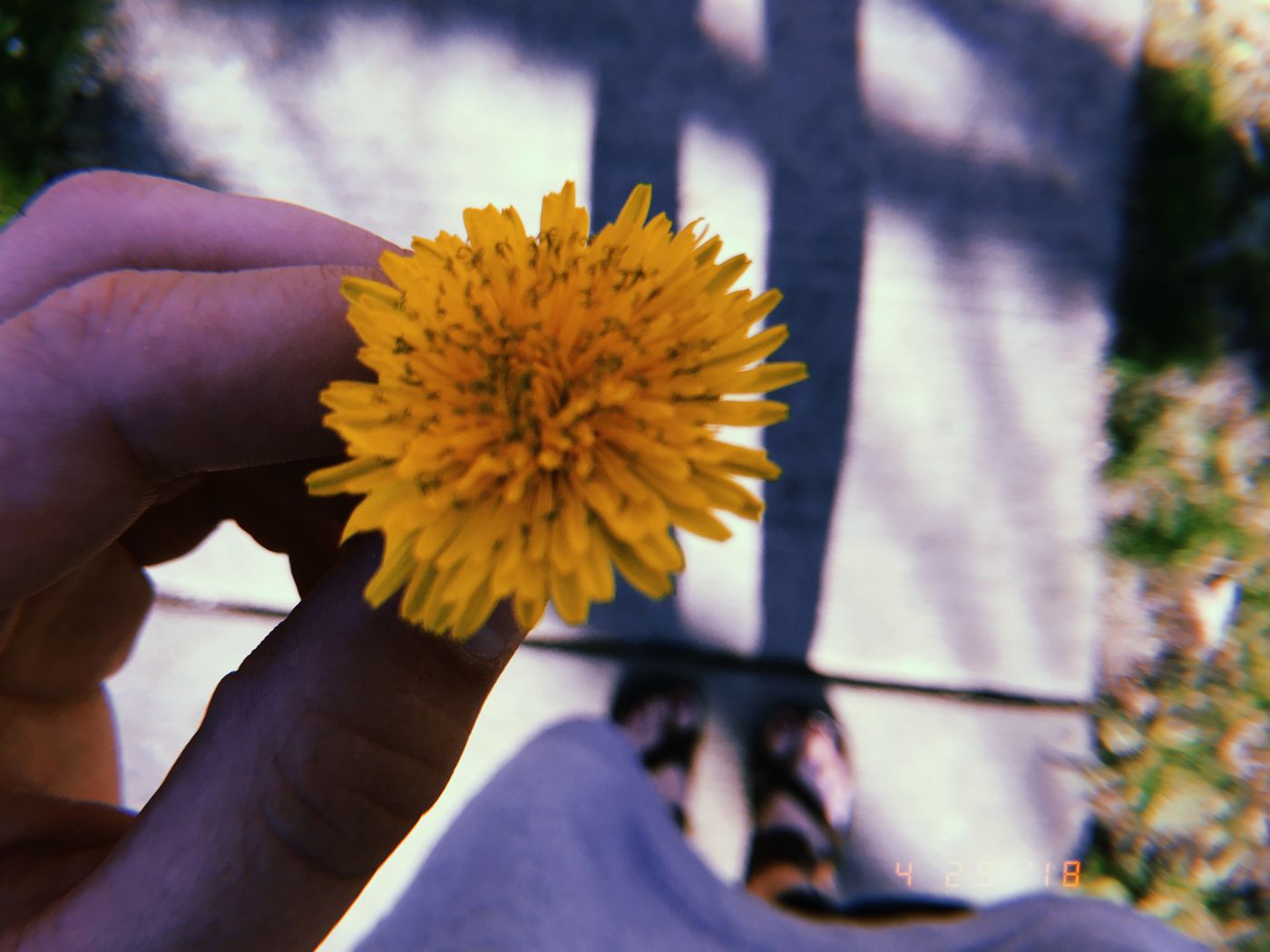 A simple, cheerful single-bloom posy