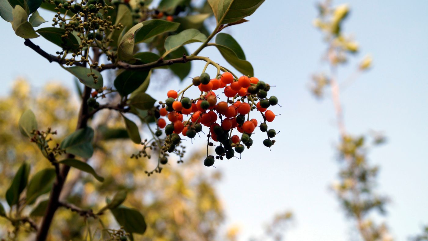 Autumn berries and foliage