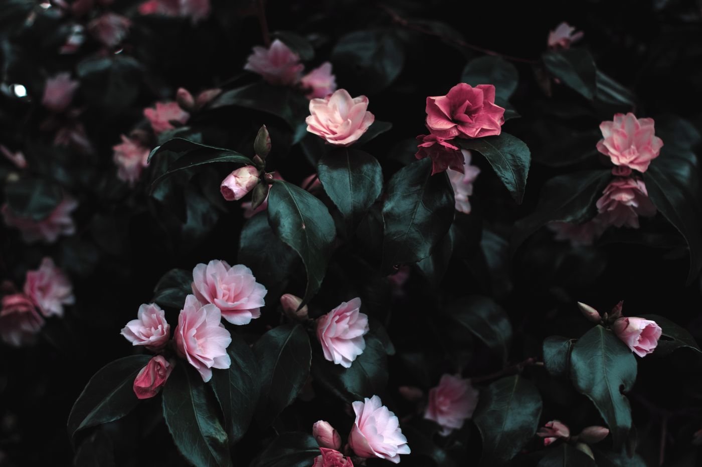 Restrained sympathy flowers