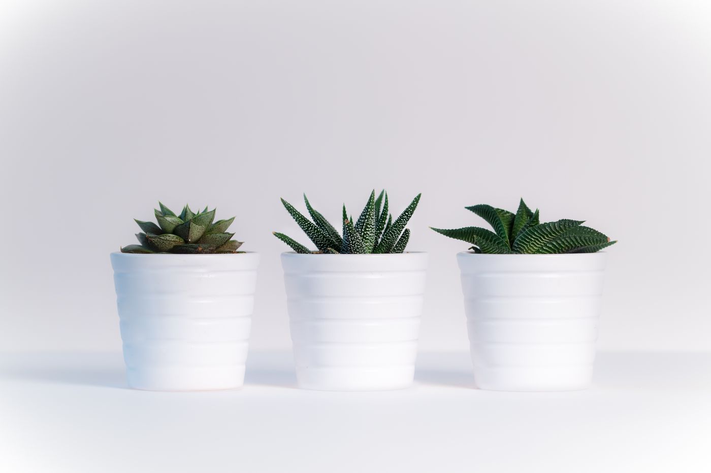 Three potted succulents in white pots