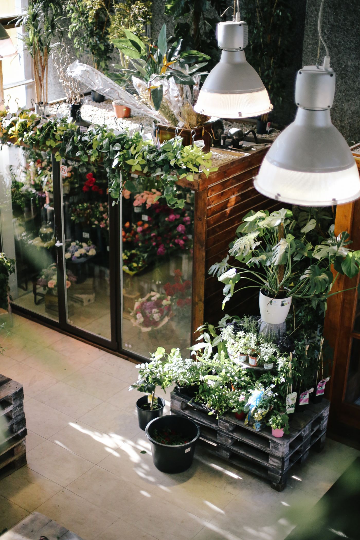 Plants under warm pendant light