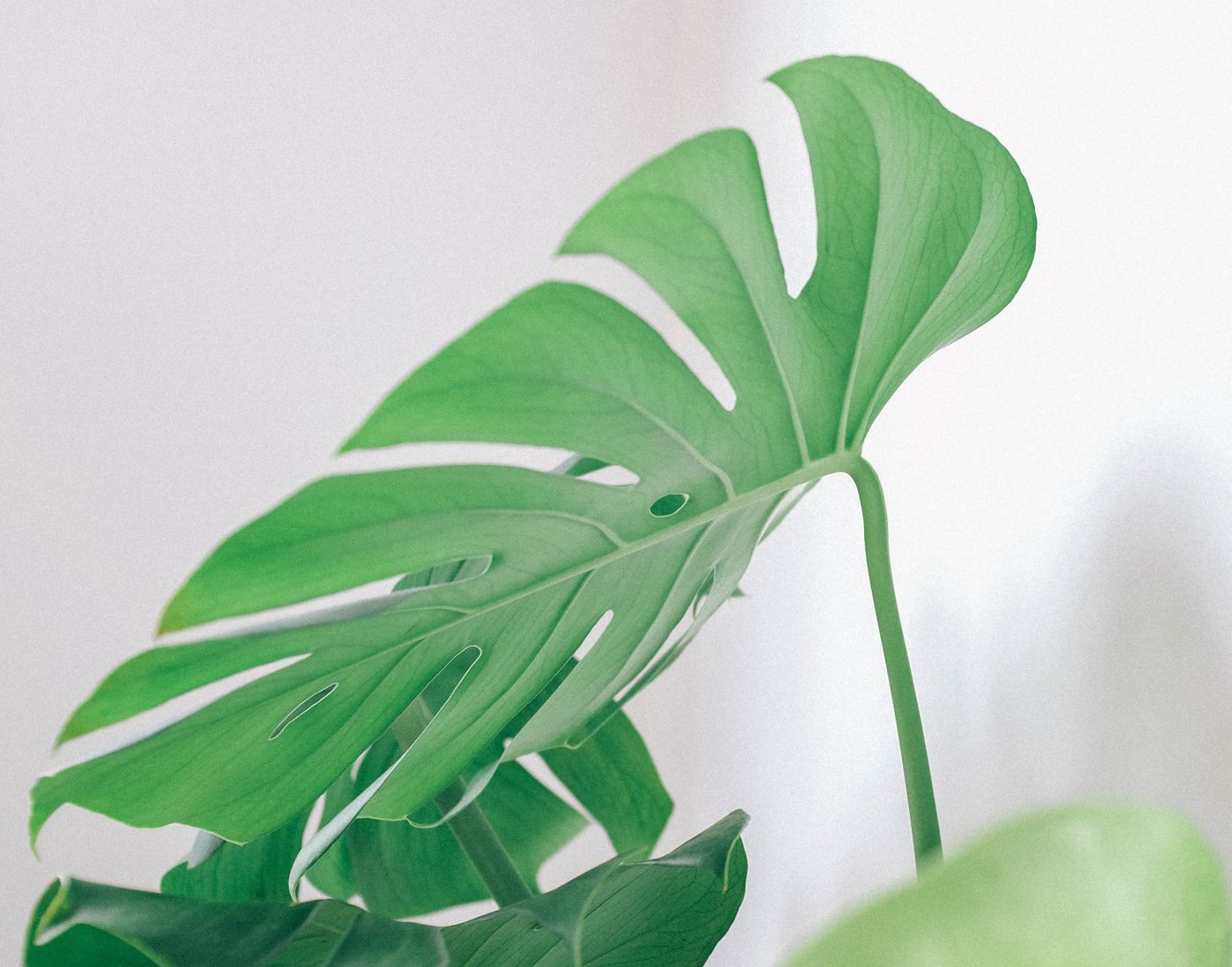 A monstera houseplant leaf