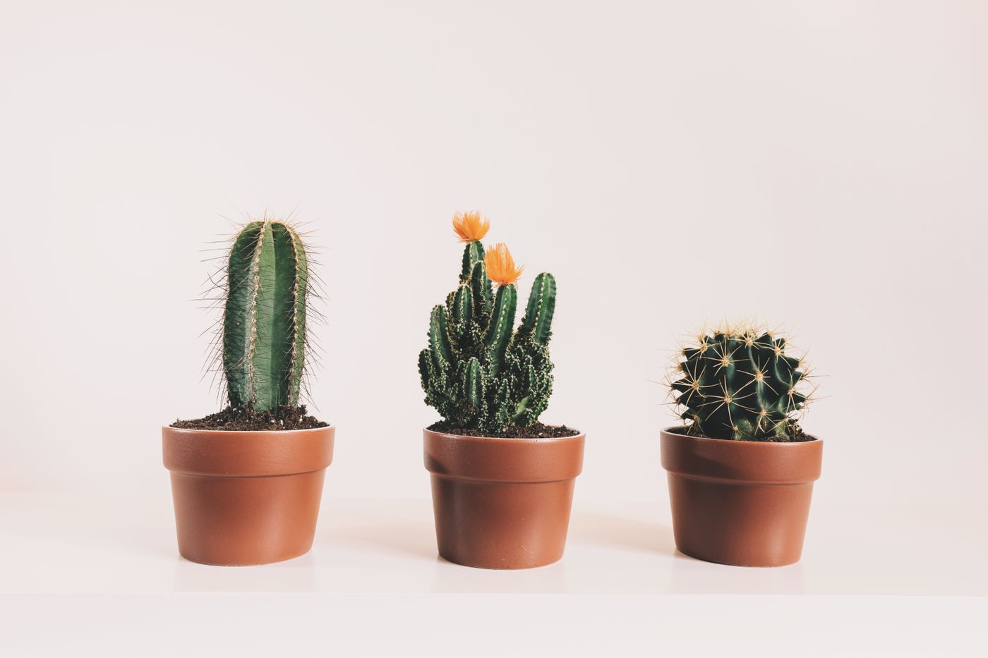 Potted succulents
