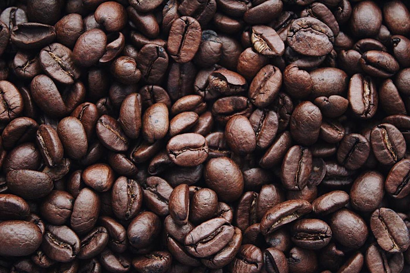 Close-up of dark roasted coffee beans