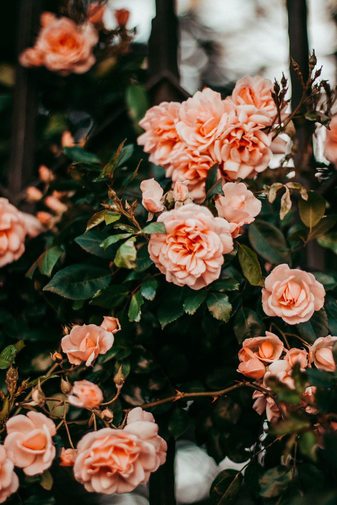 Lush peach and pink rose arrangement