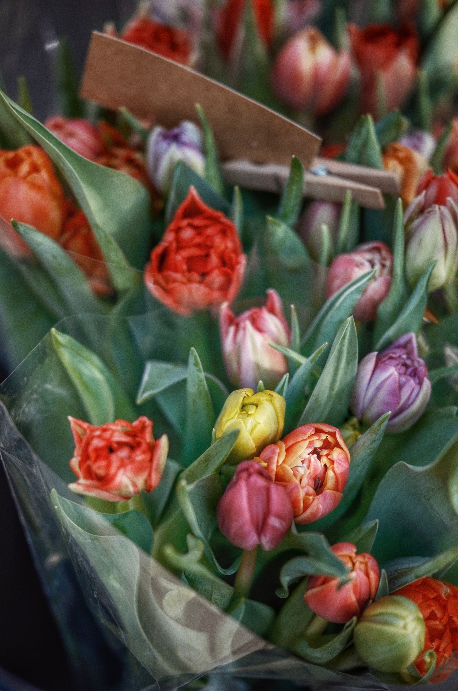 Mixed tulips up close