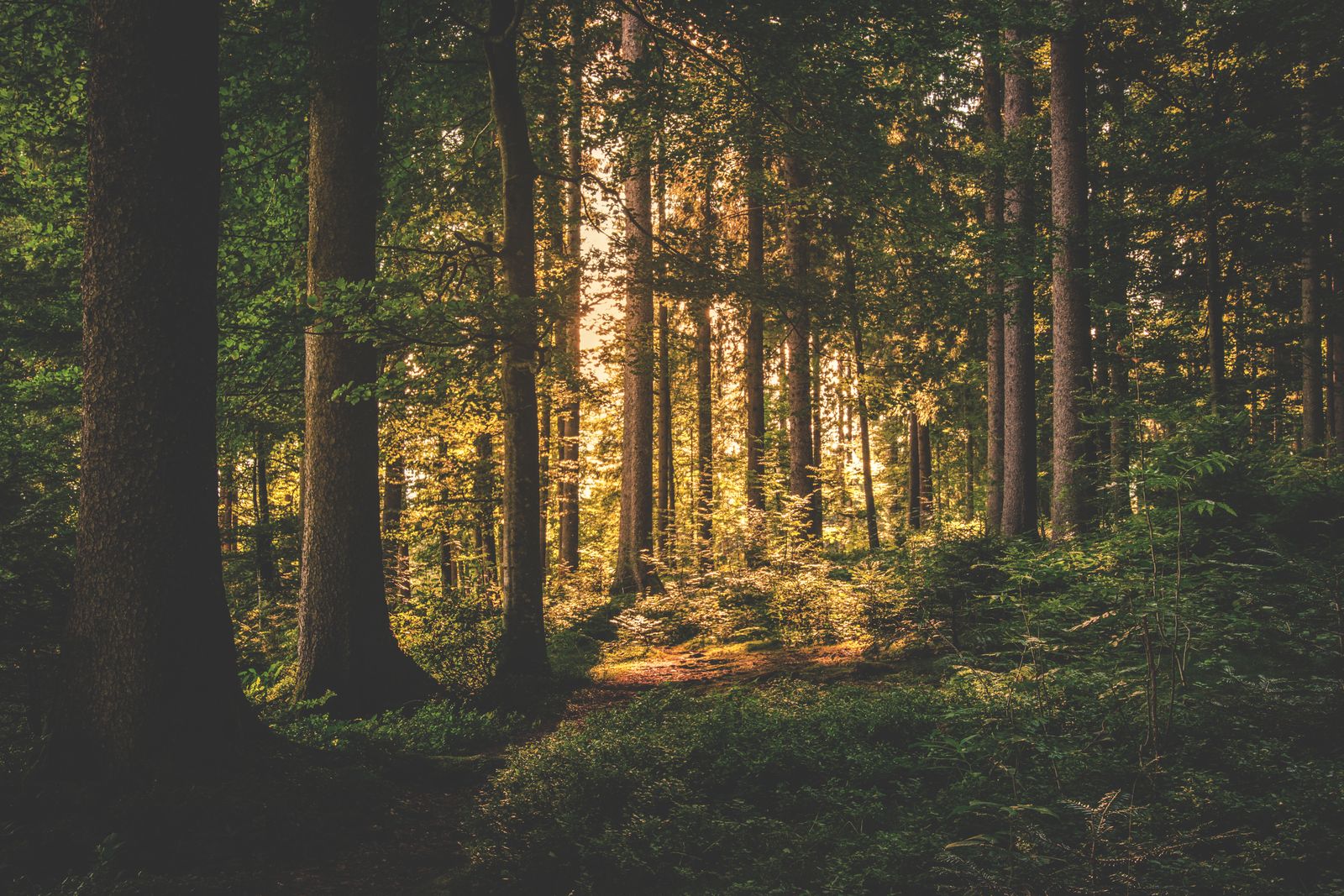 Sunlight through a Tri-Cities forest