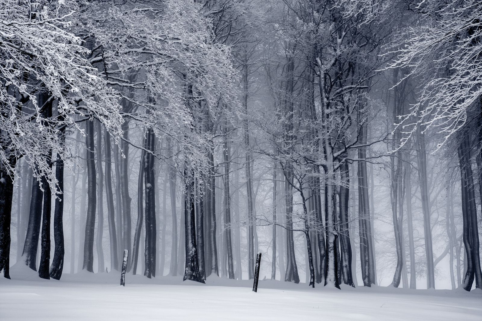 Bare trees in a snowy winter forest