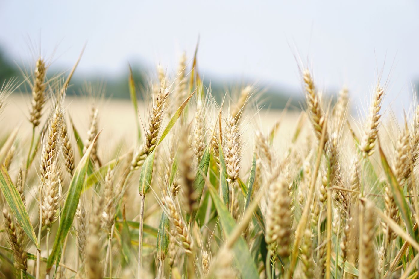 Heads of grain in a field
