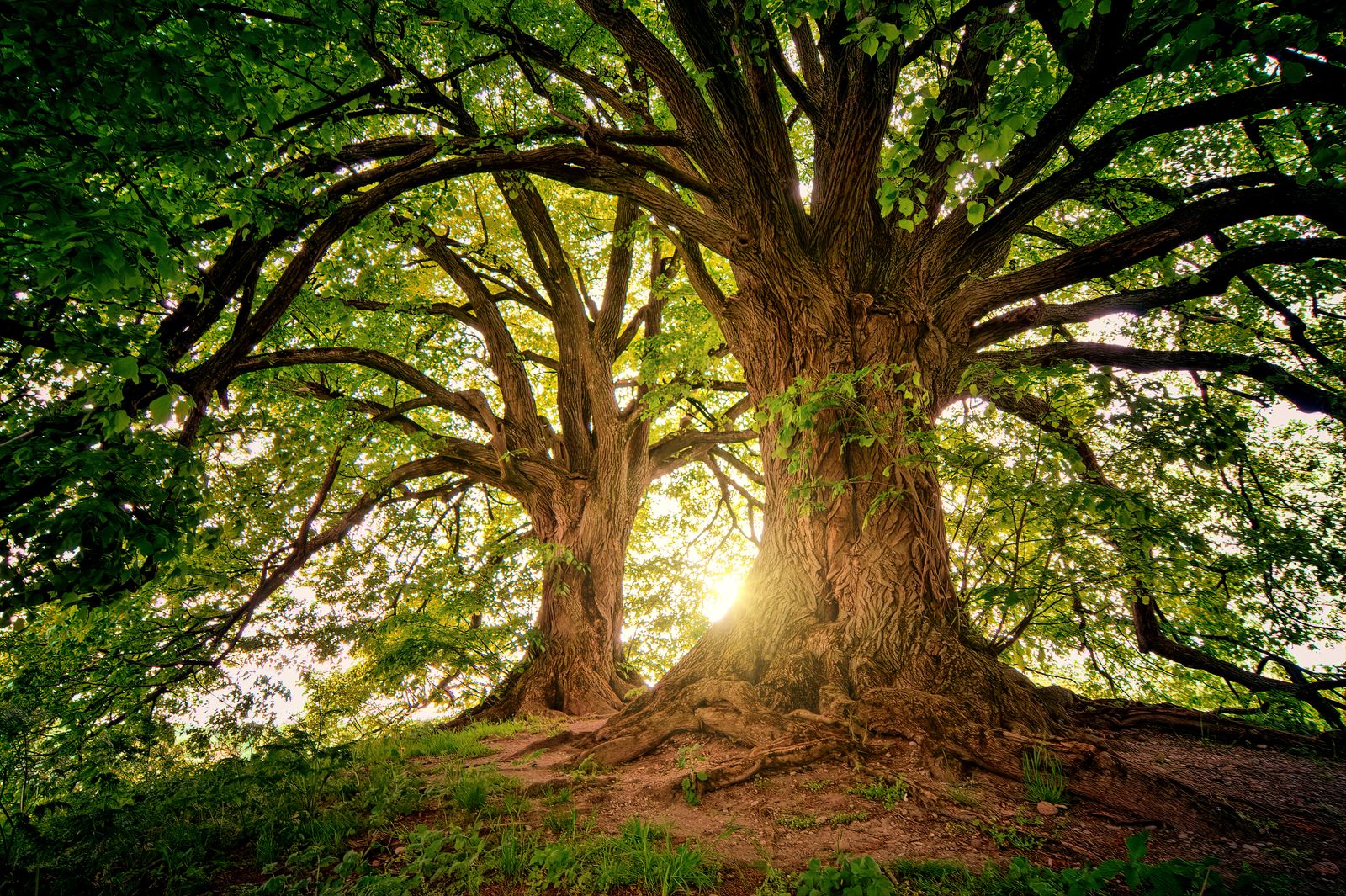 A large mature tree backlit by sun