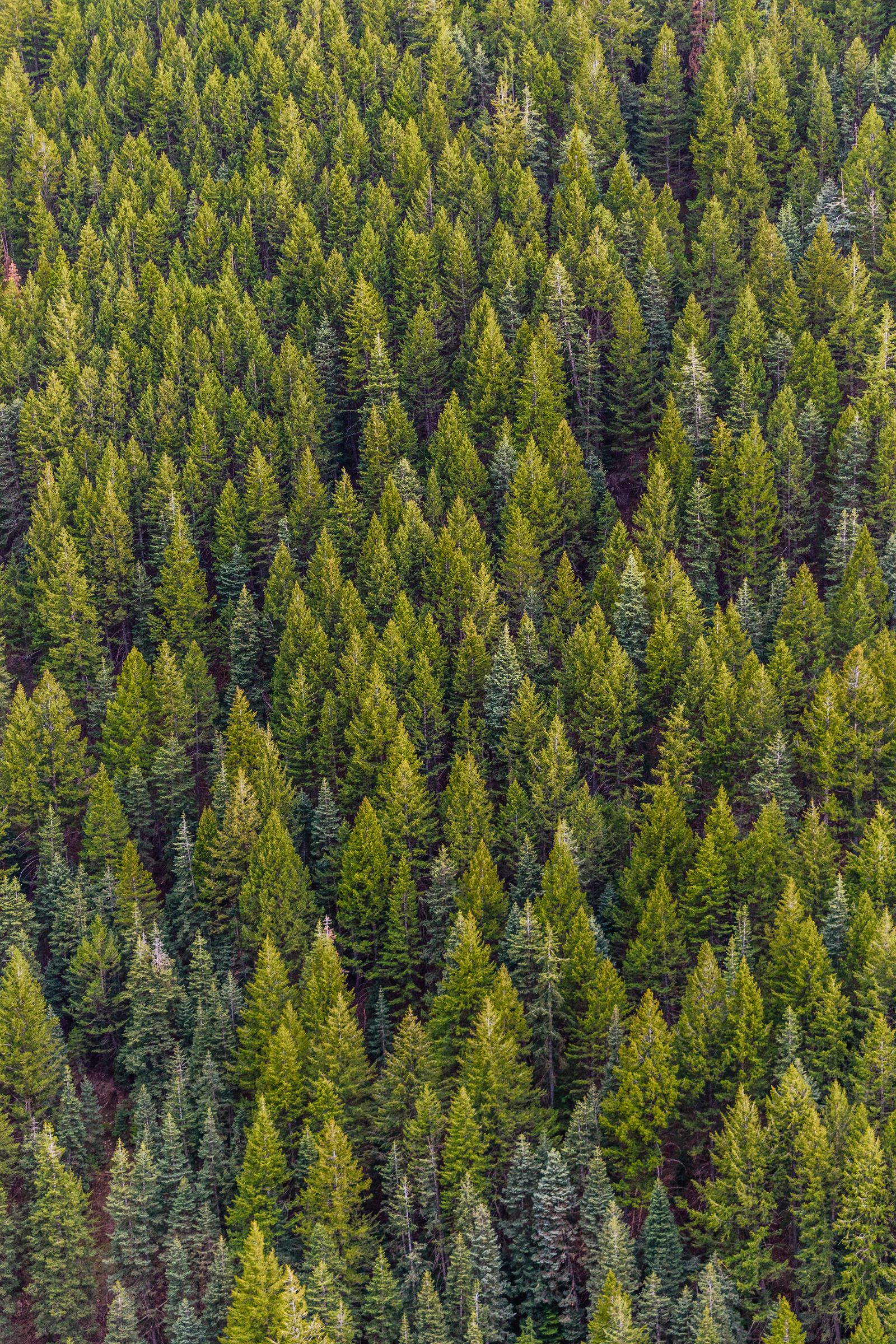 Aerial view of evergreen treetops