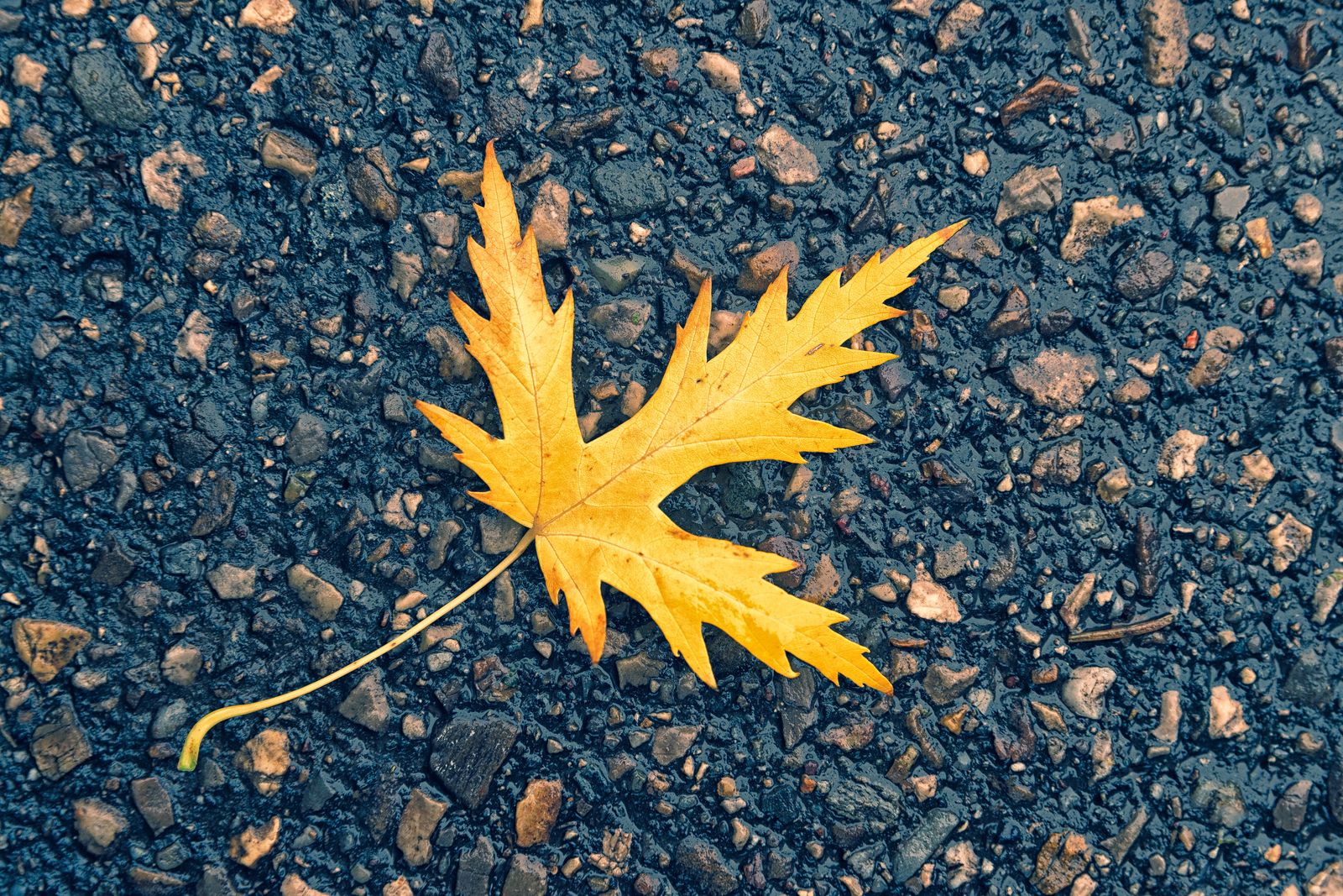 A single golden maple leaf on dark gravel