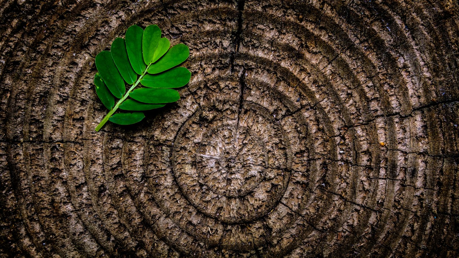 A cut stump showing growth rings with a leaf