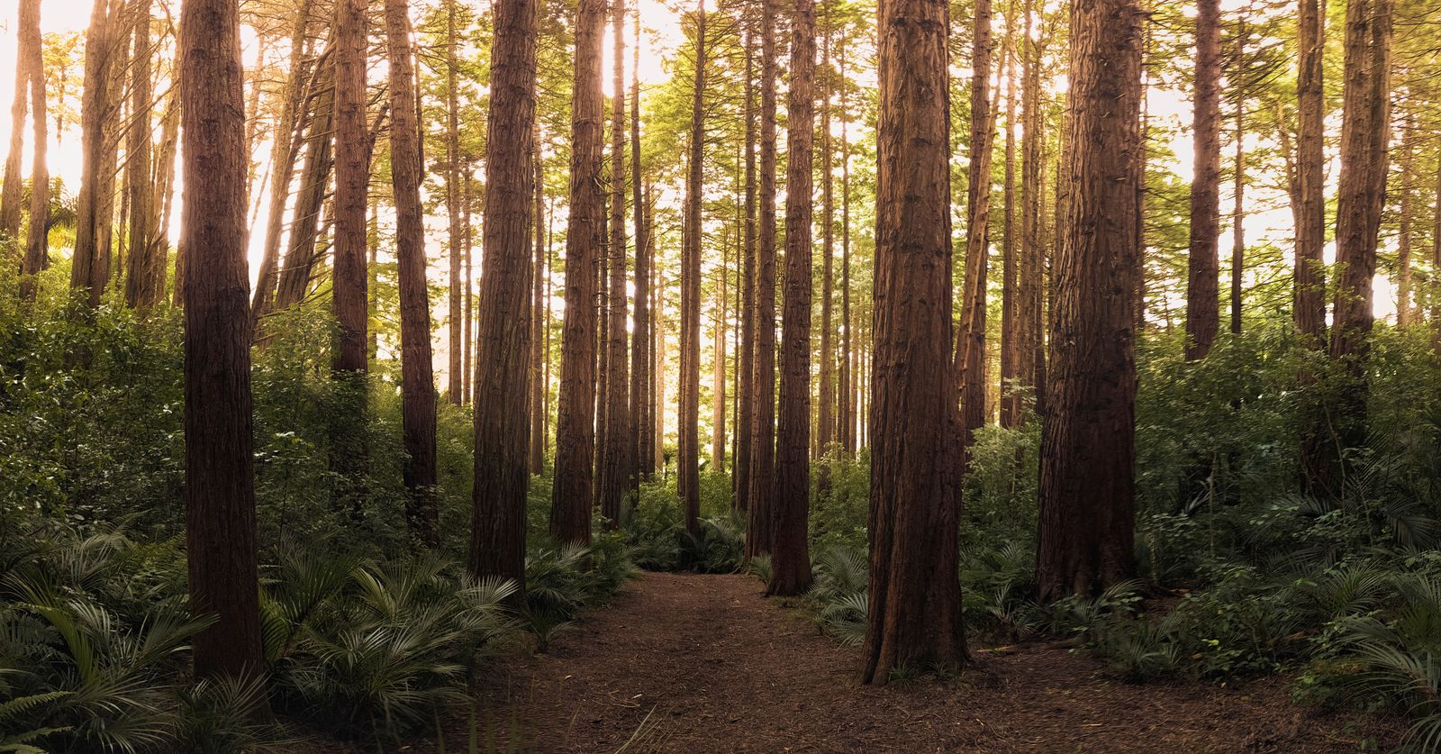 A grove of tall cedar trunks reaching up