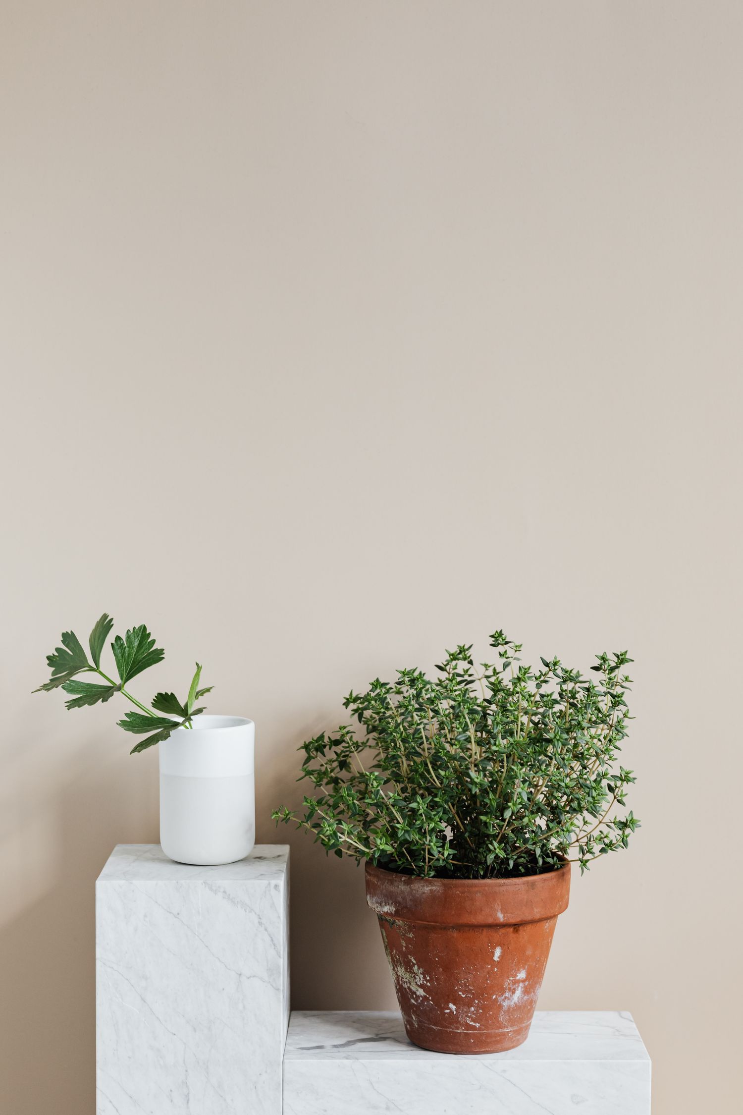 A small dried plant in a pot