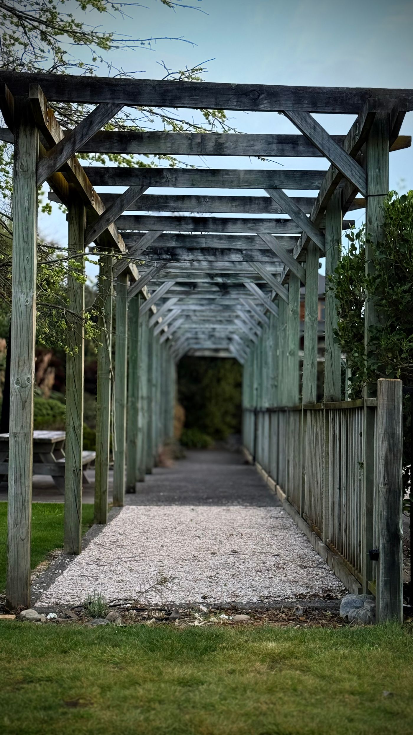 Pergola walkway over a garden path