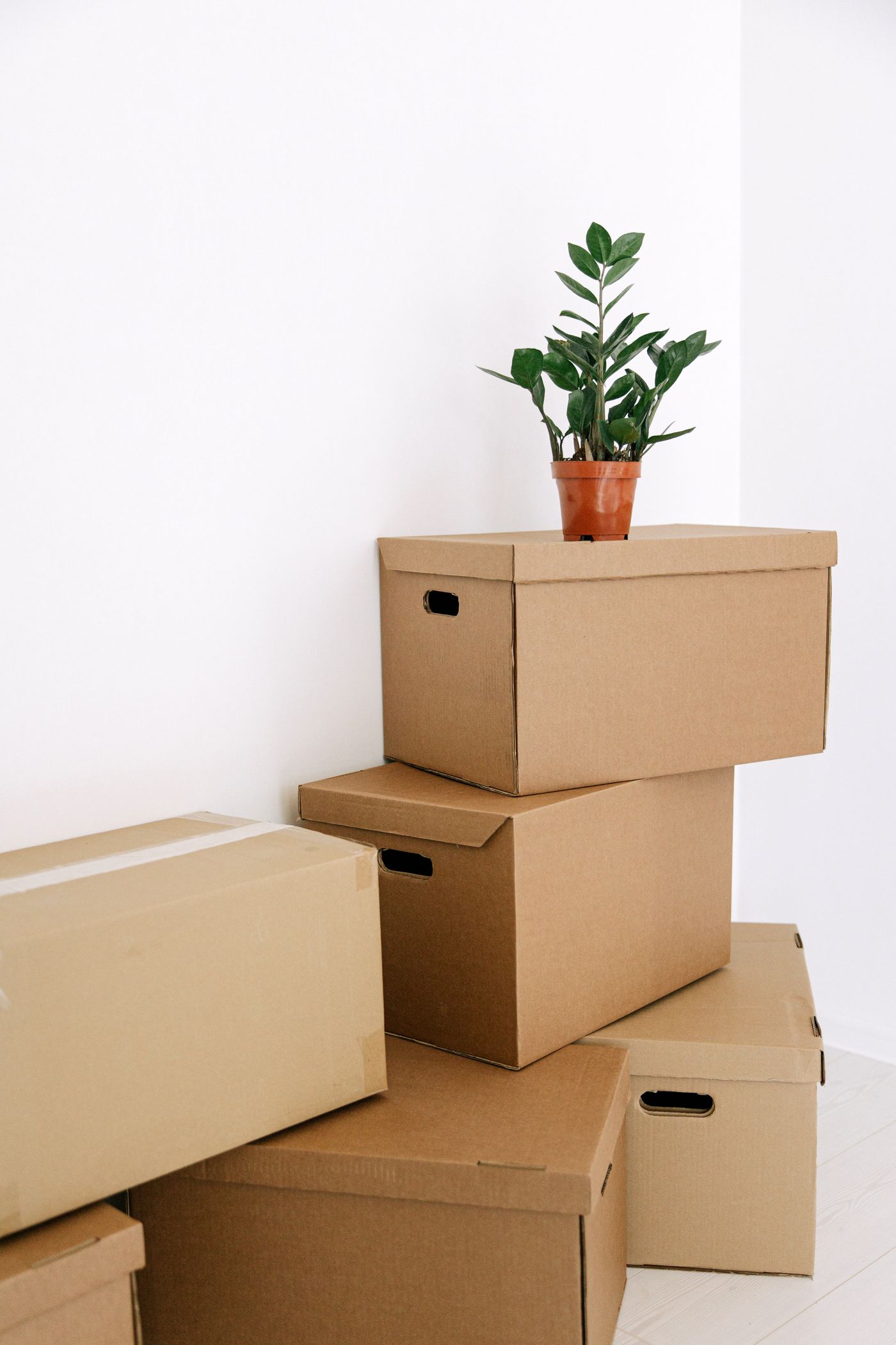 A packed box with a potted plant on top