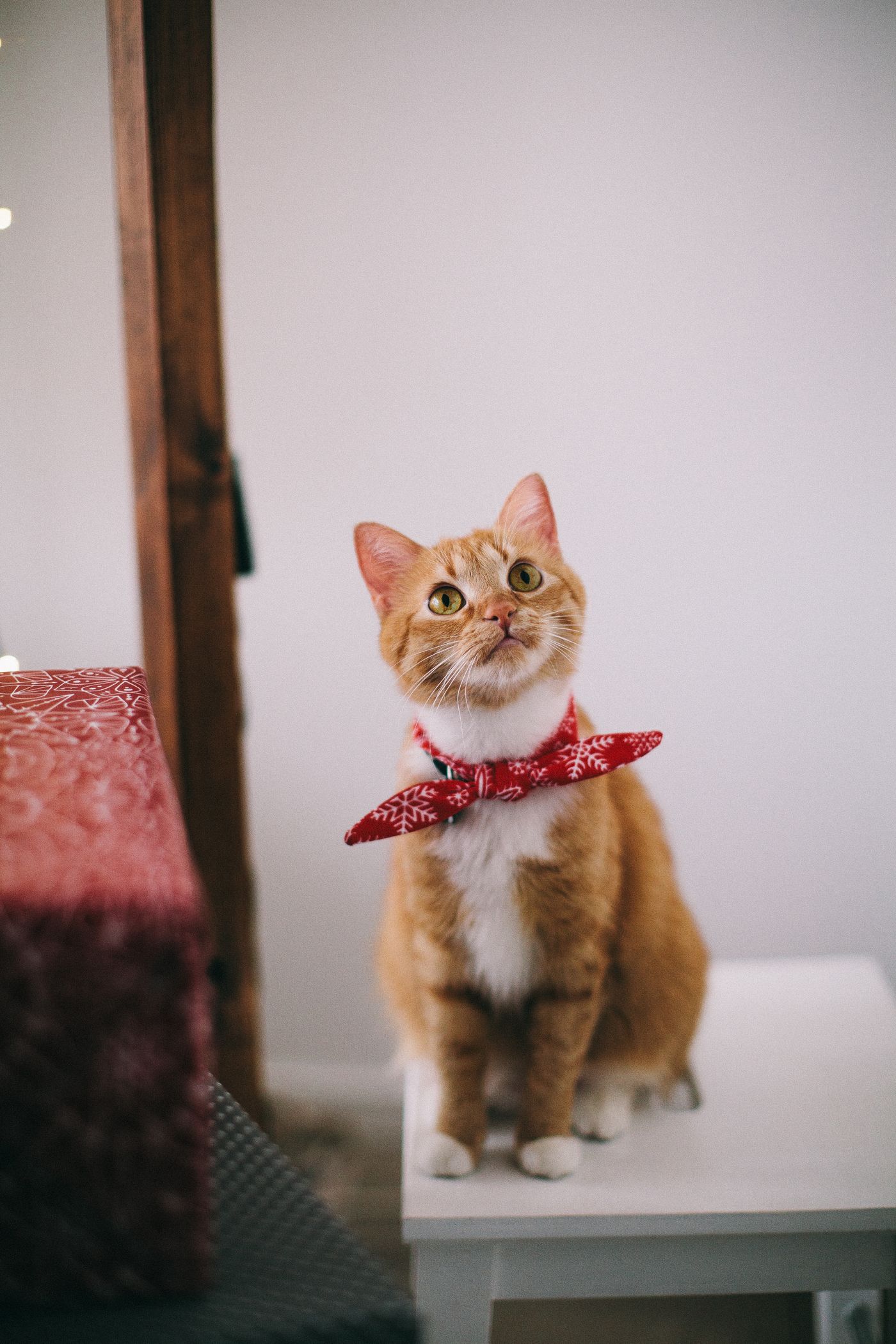 A cat wearing a bow-tie collar from the boutique