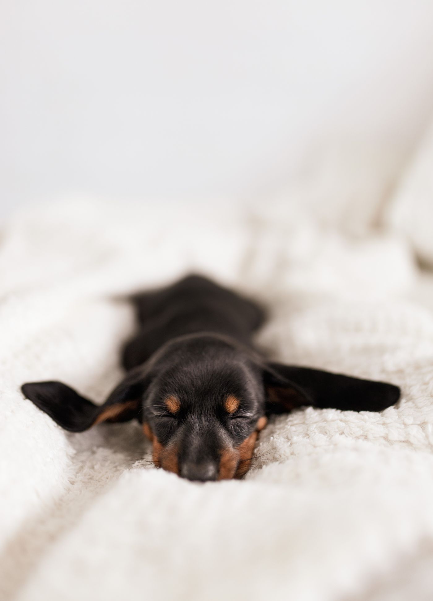 A sleeping dachshund puppy