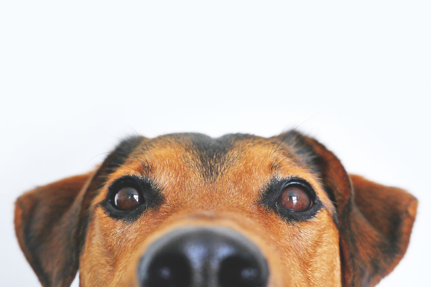 Close-up of a dog's nose, freshly cleaned