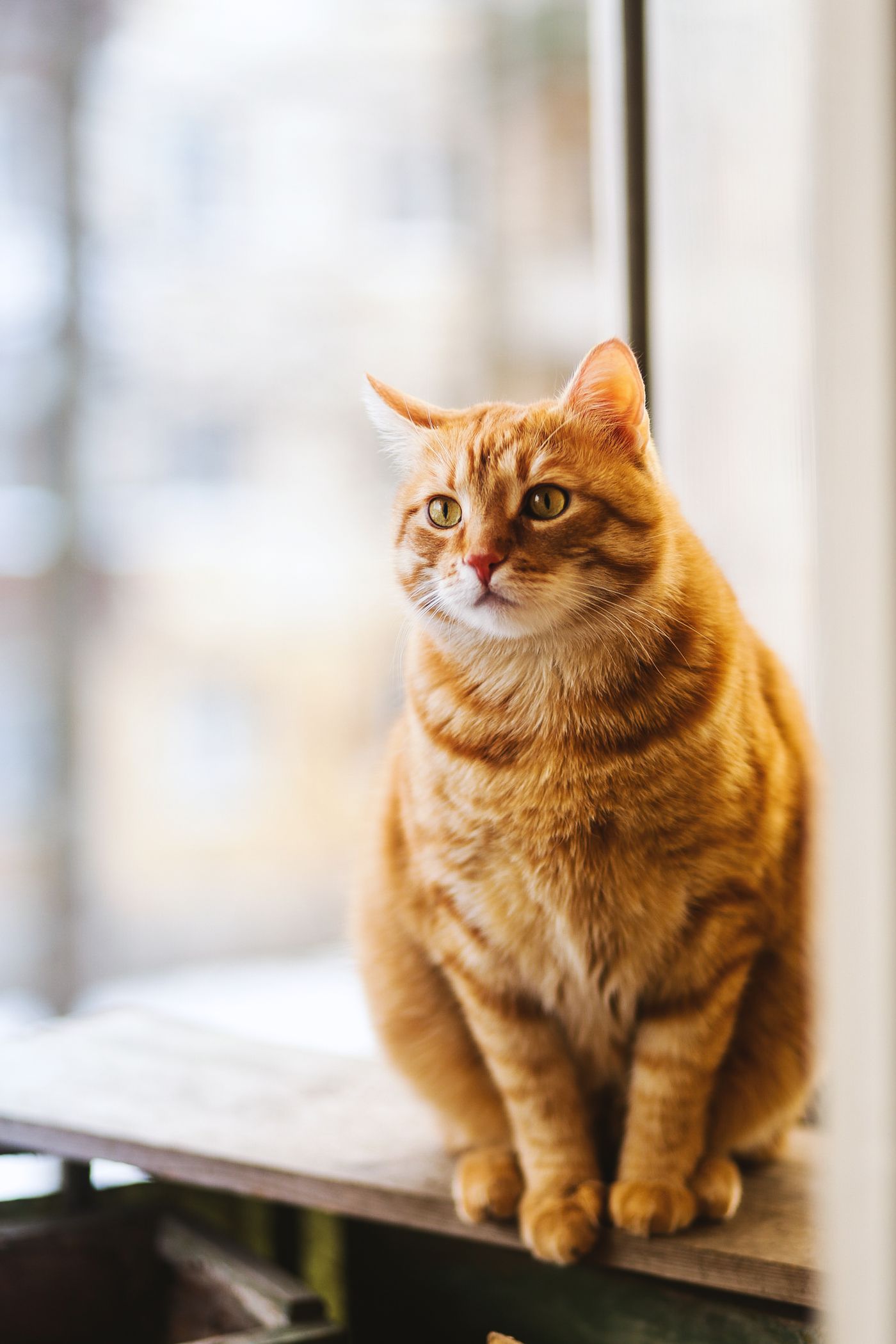 A ginger cat by a window