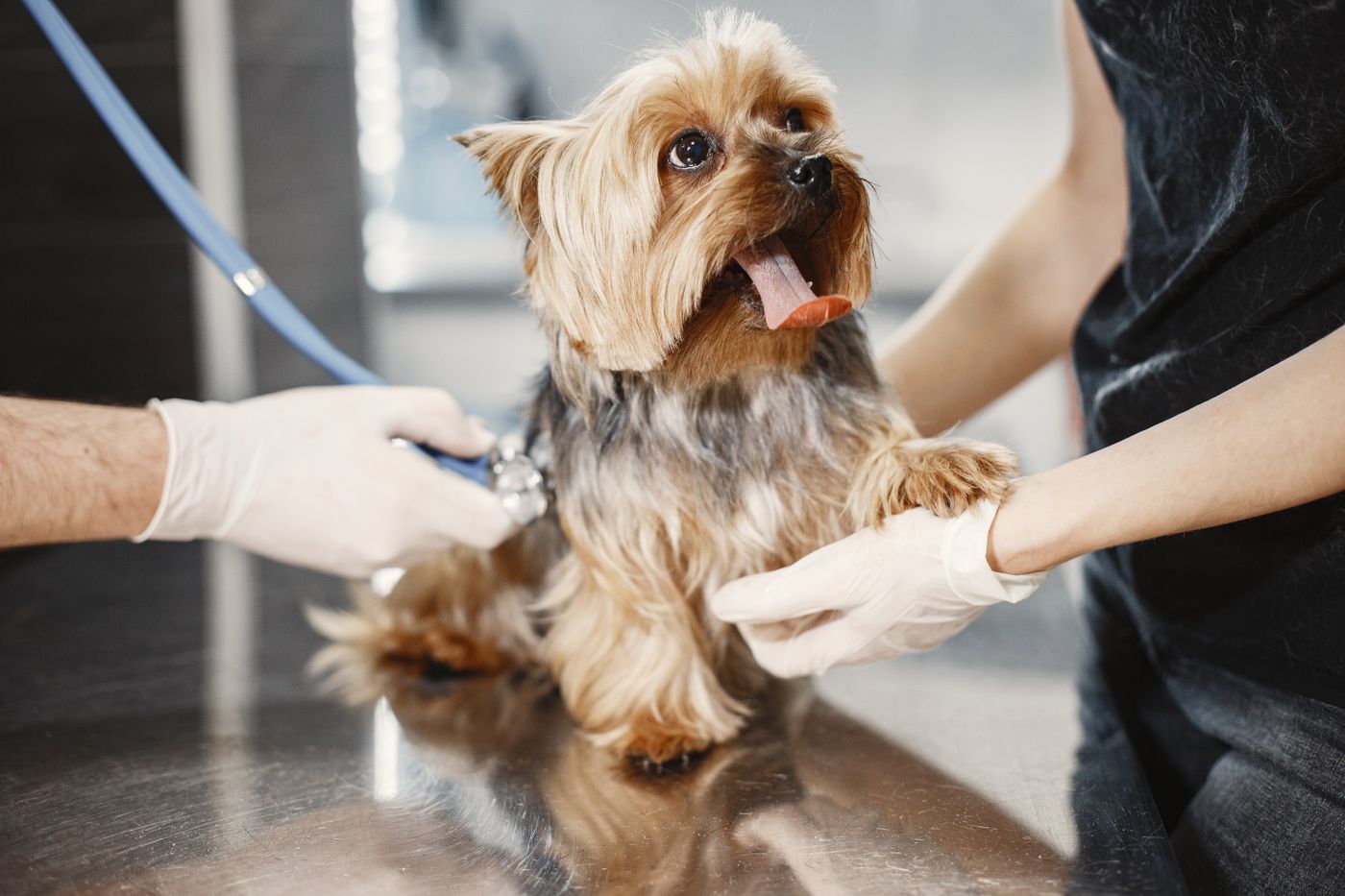 A small dog being carefully trimmed on the grooming table
