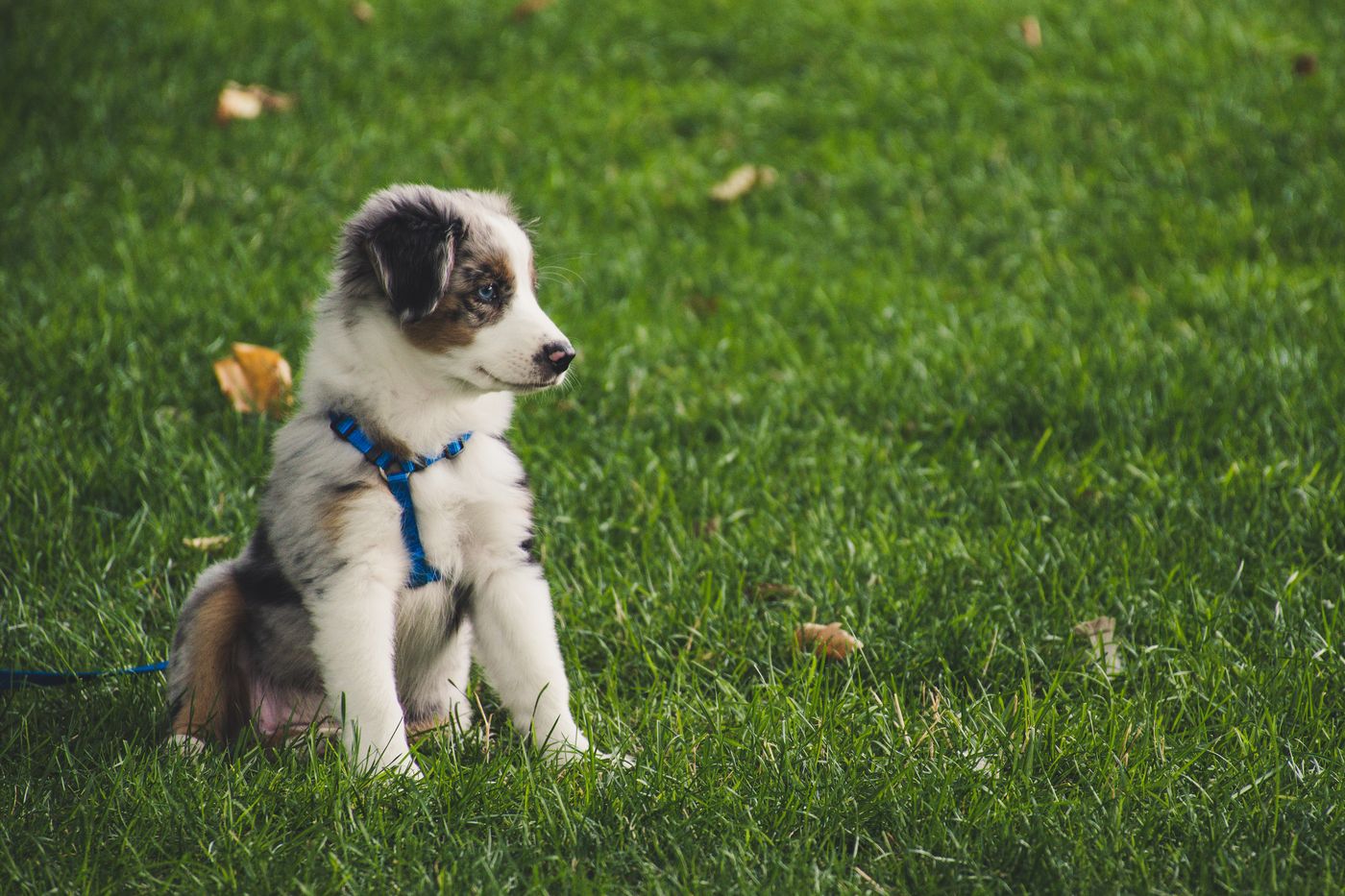 A puppy in a smart harness