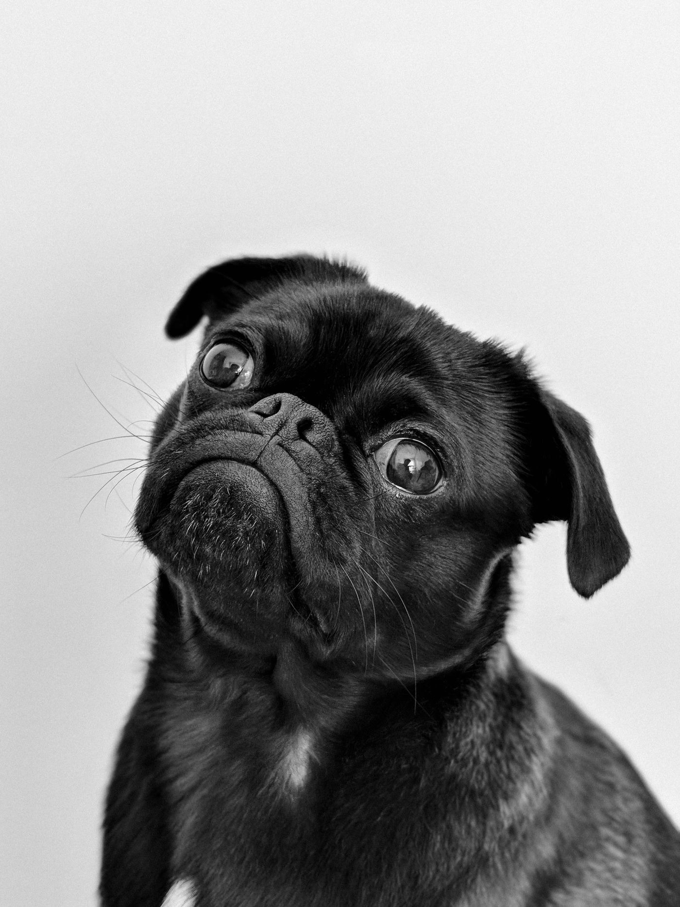 A black pug portrait